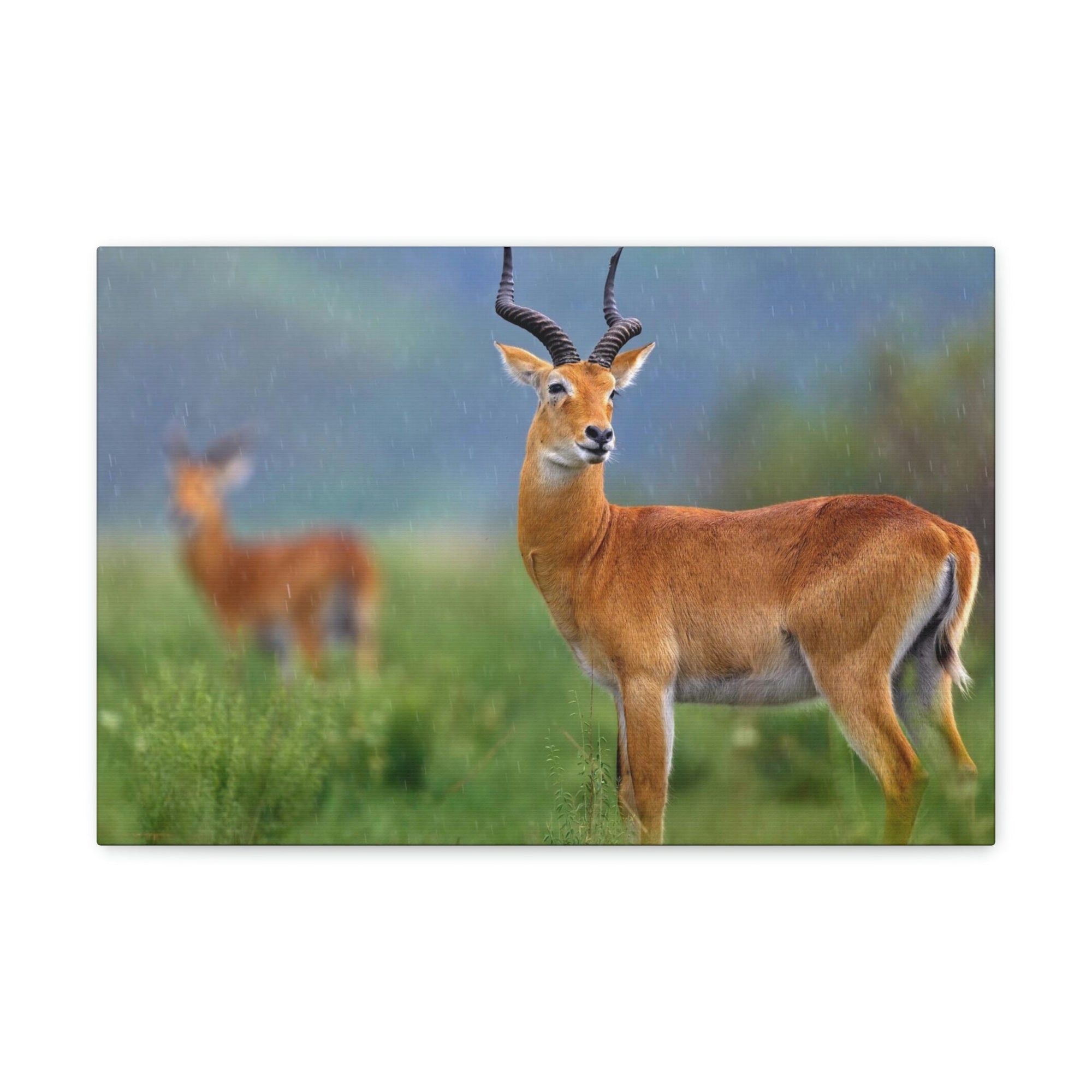 Antelope In Green Vegetation Cute Antelope Outside Wall Art Ready To Hang Unframed-Express Your Love Gifts