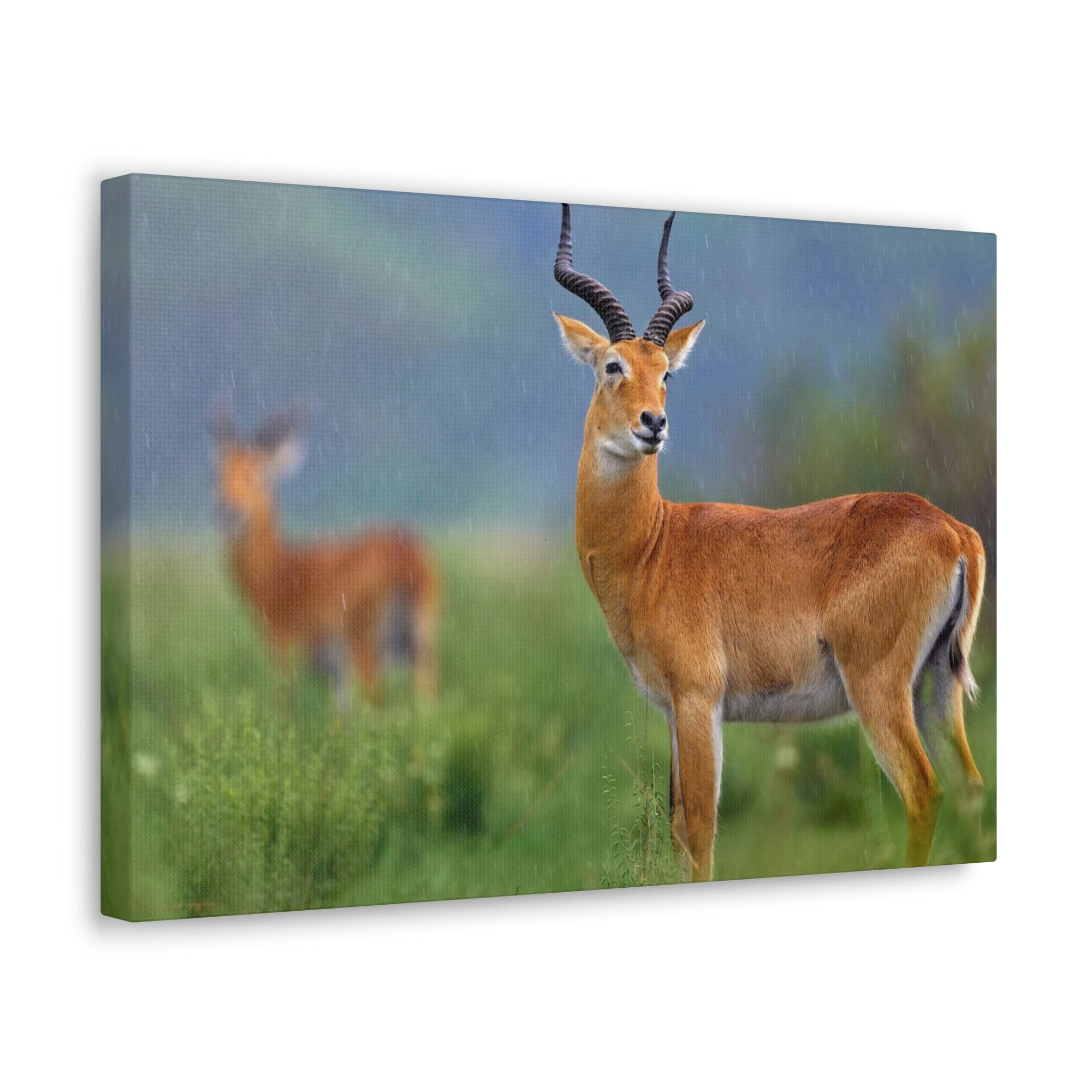 Antelope In Green Vegetation Cute Antelope Outside Wall Art Ready To Hang Unframed-Express Your Love Gifts