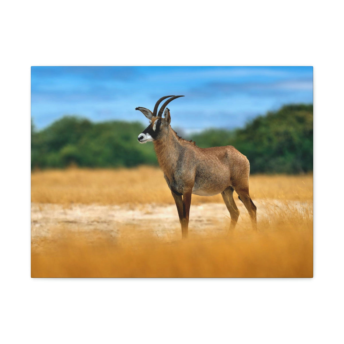 Antelope In Mountain Background Antelope In Grass Outside Wall Art Ready To Hang Unframed-Express Your Love Gifts