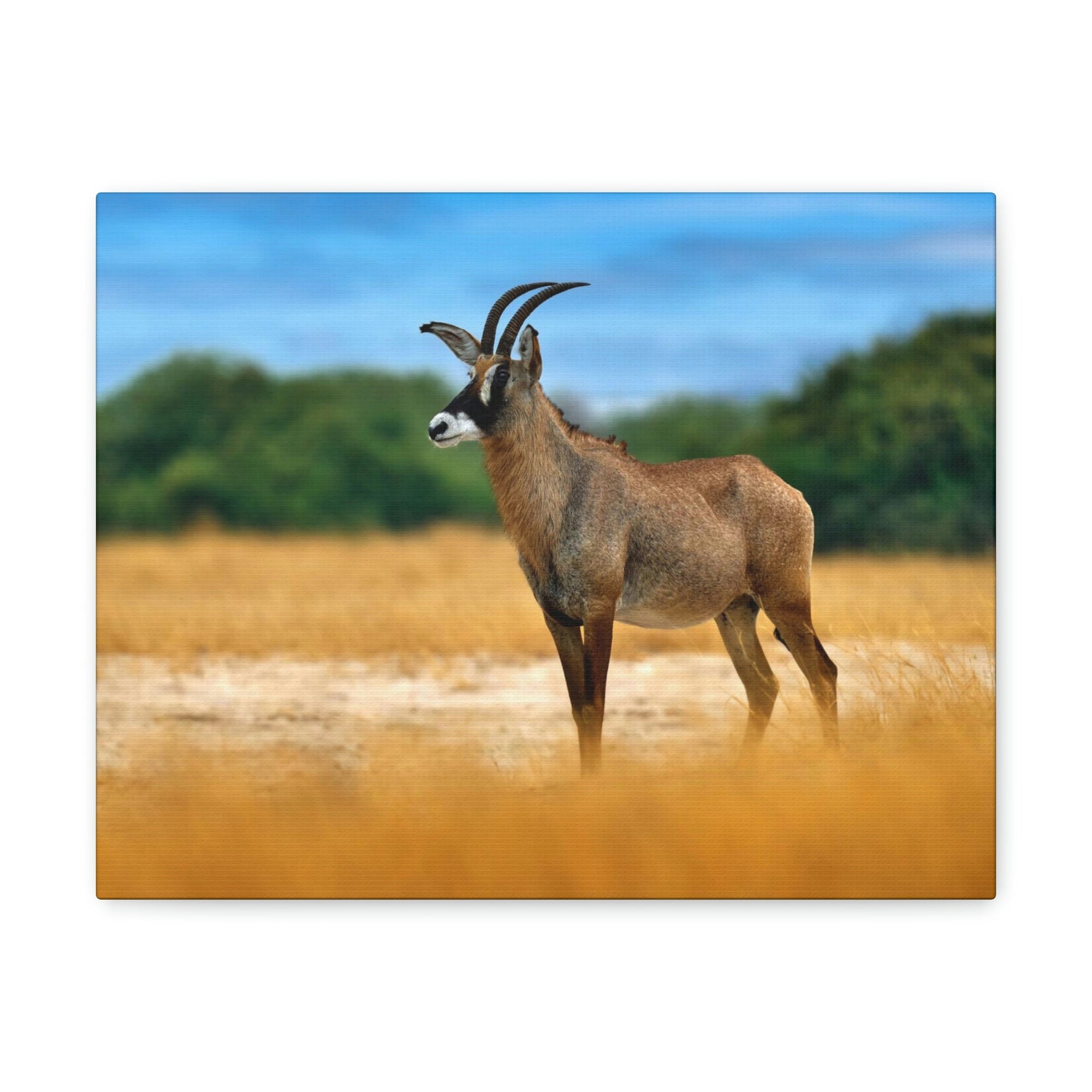 Antelope In Mountain Background Antelope In Grass Outside Wall Art Ready To Hang Unframed-Express Your Love Gifts