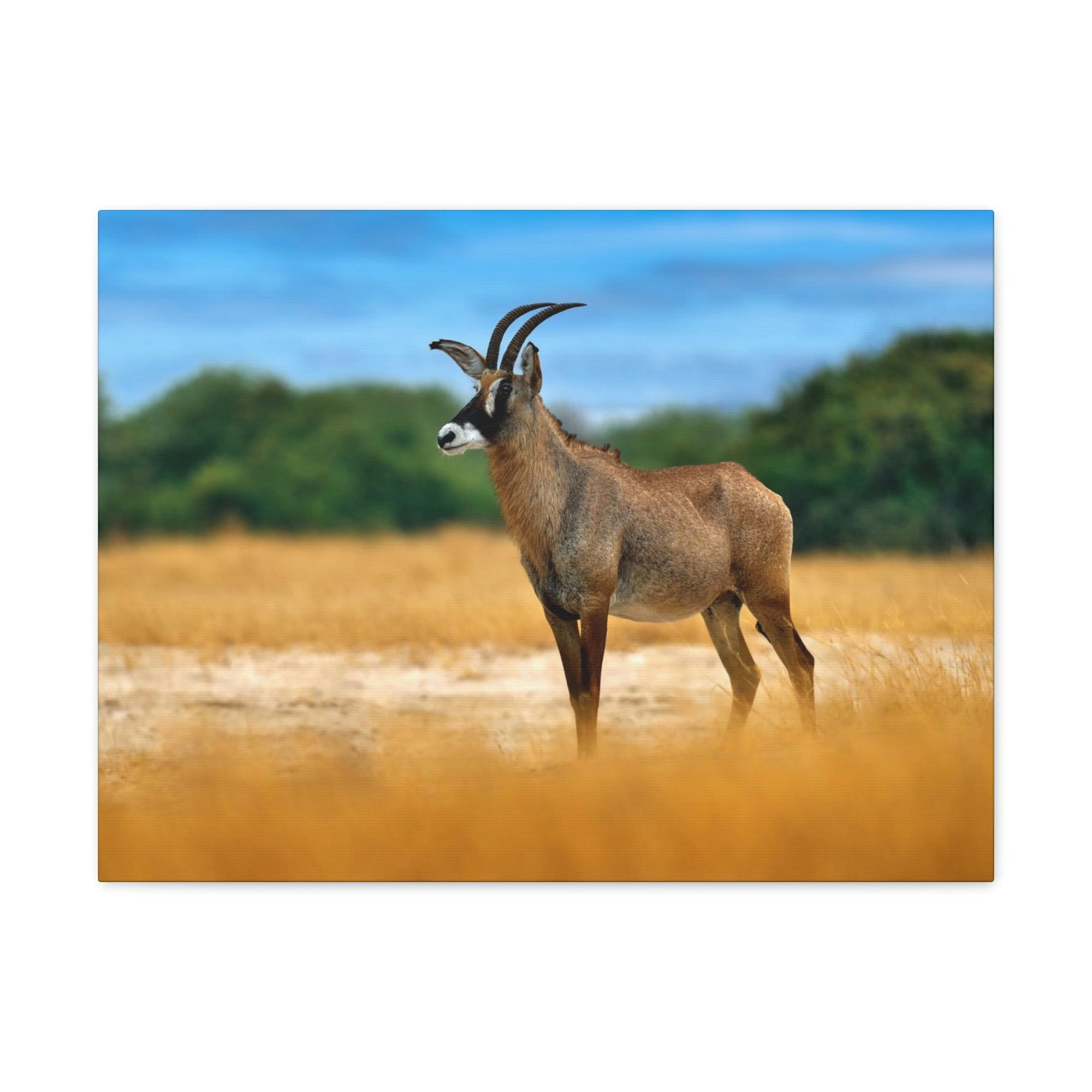 Antelope In Mountain Background Antelope In Grass Outside Wall Art Ready To Hang Unframed-Express Your Love Gifts