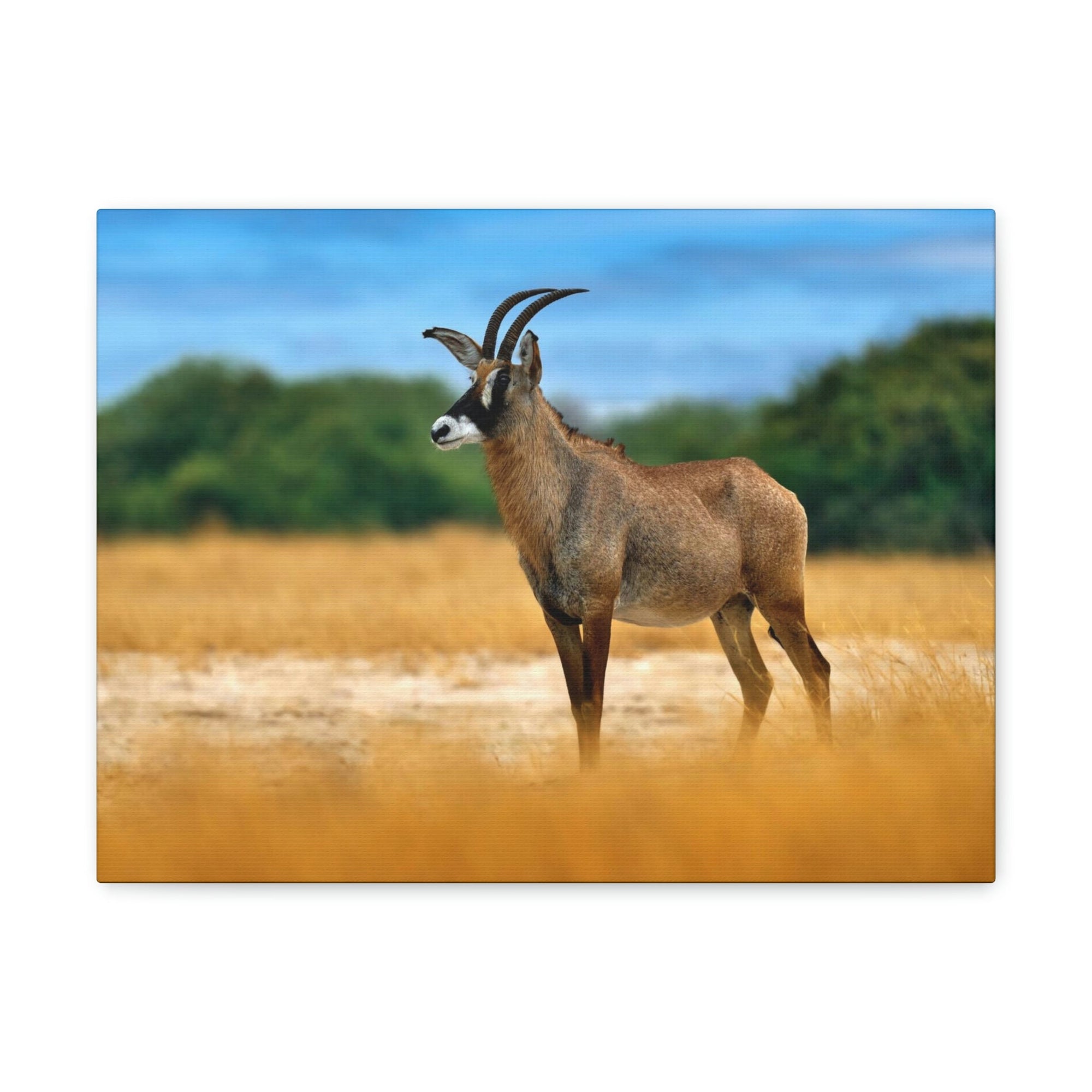 Antelope In Mountain Background Antelope In Grass Outside Wall Art Ready To Hang Unframed-Express Your Love Gifts