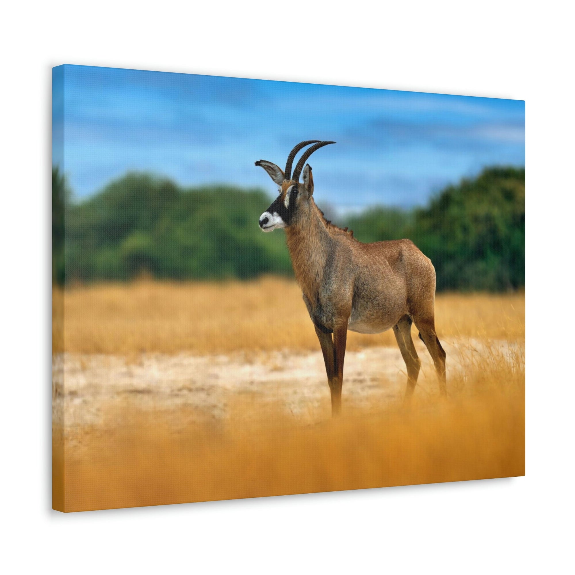 Antelope In Mountain Background Antelope In Grass Outside Wall Art Ready To Hang Unframed-Express Your Love Gifts