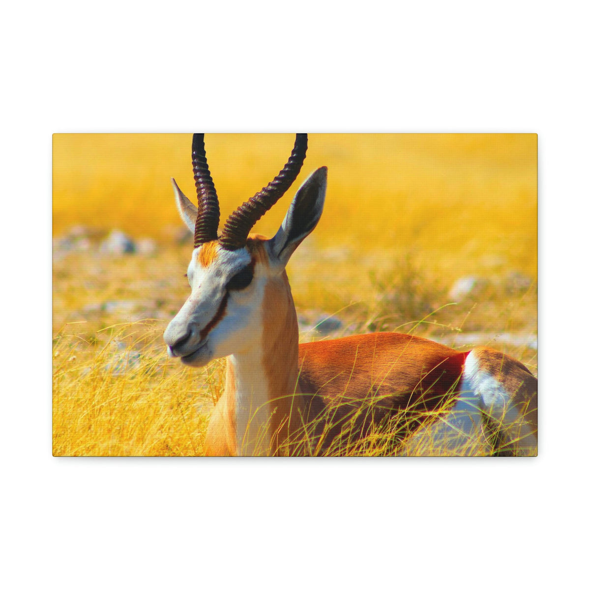 Antelope In Tall Yellow Grass Antelope Wild African Outside Wall Art Ready To Hang Unframed-Express Your Love Gifts