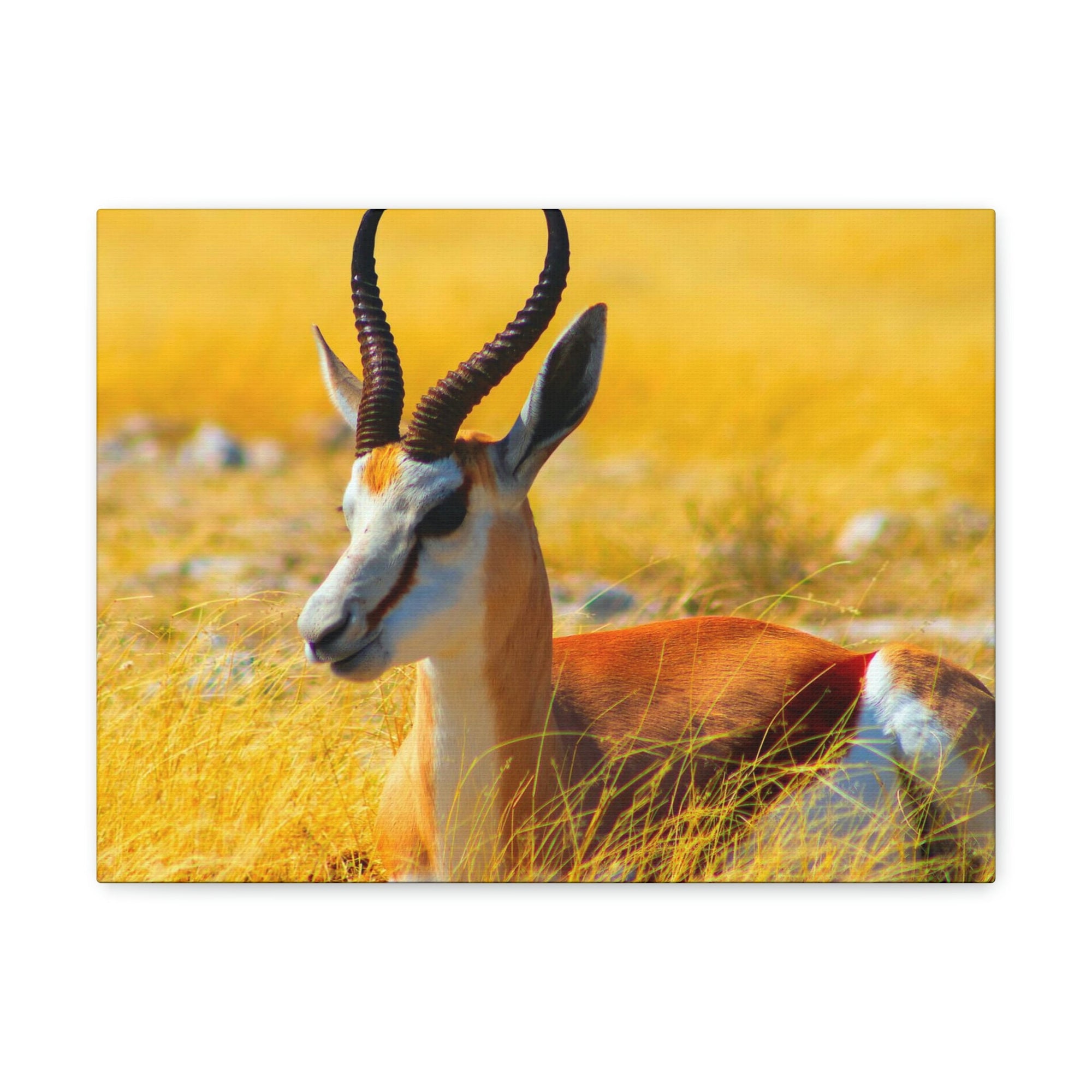 Antelope In Tall Yellow Grass Antelope Wild African Outside Wall Art Ready To Hang Unframed-Express Your Love Gifts