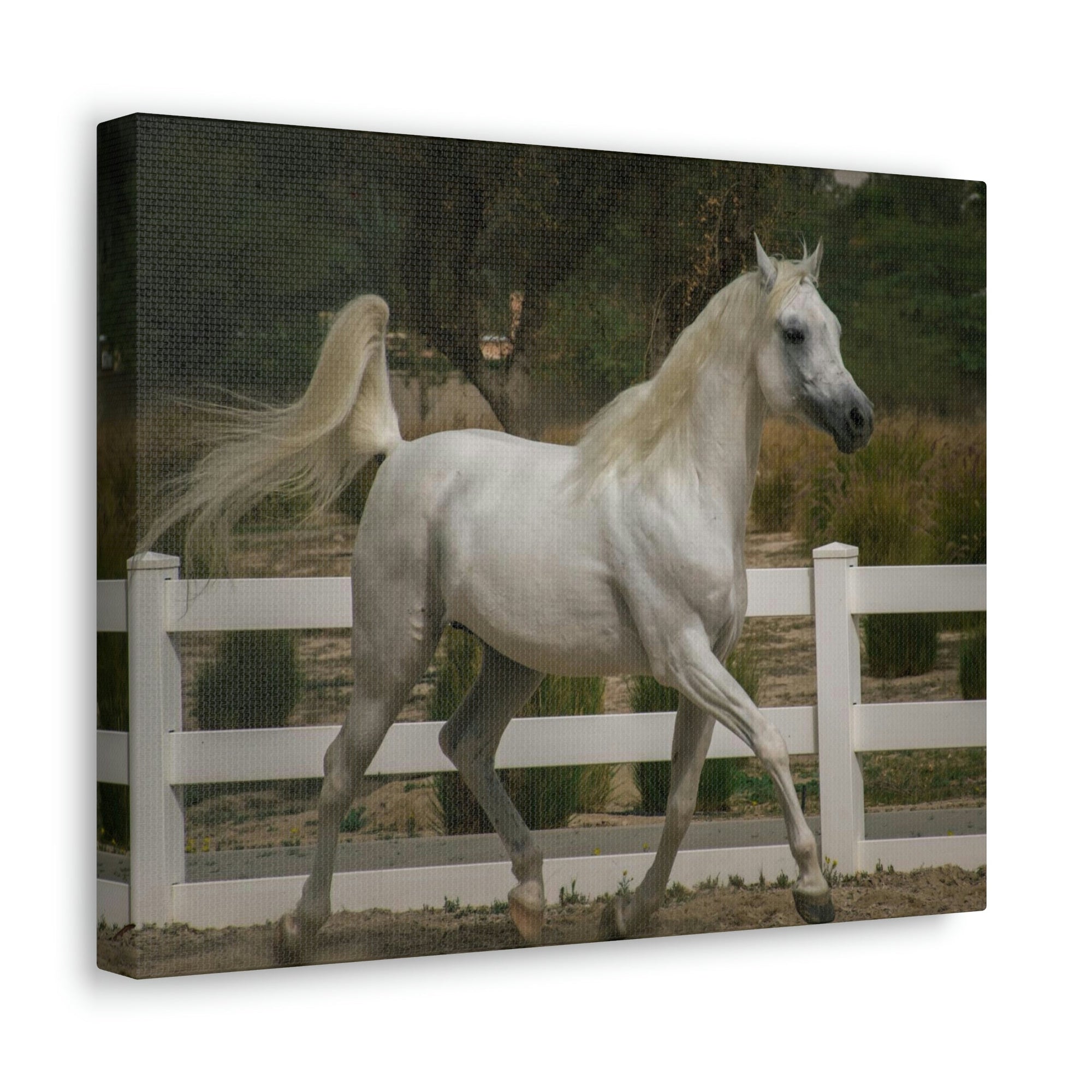 Scripture Walls Arab Horse Hunting Arab Horse on Hunt Print Animal Wall Art Wildlife Canvas Prints Wall Art Ready to Hang Unframed-Express Your Love Gifts