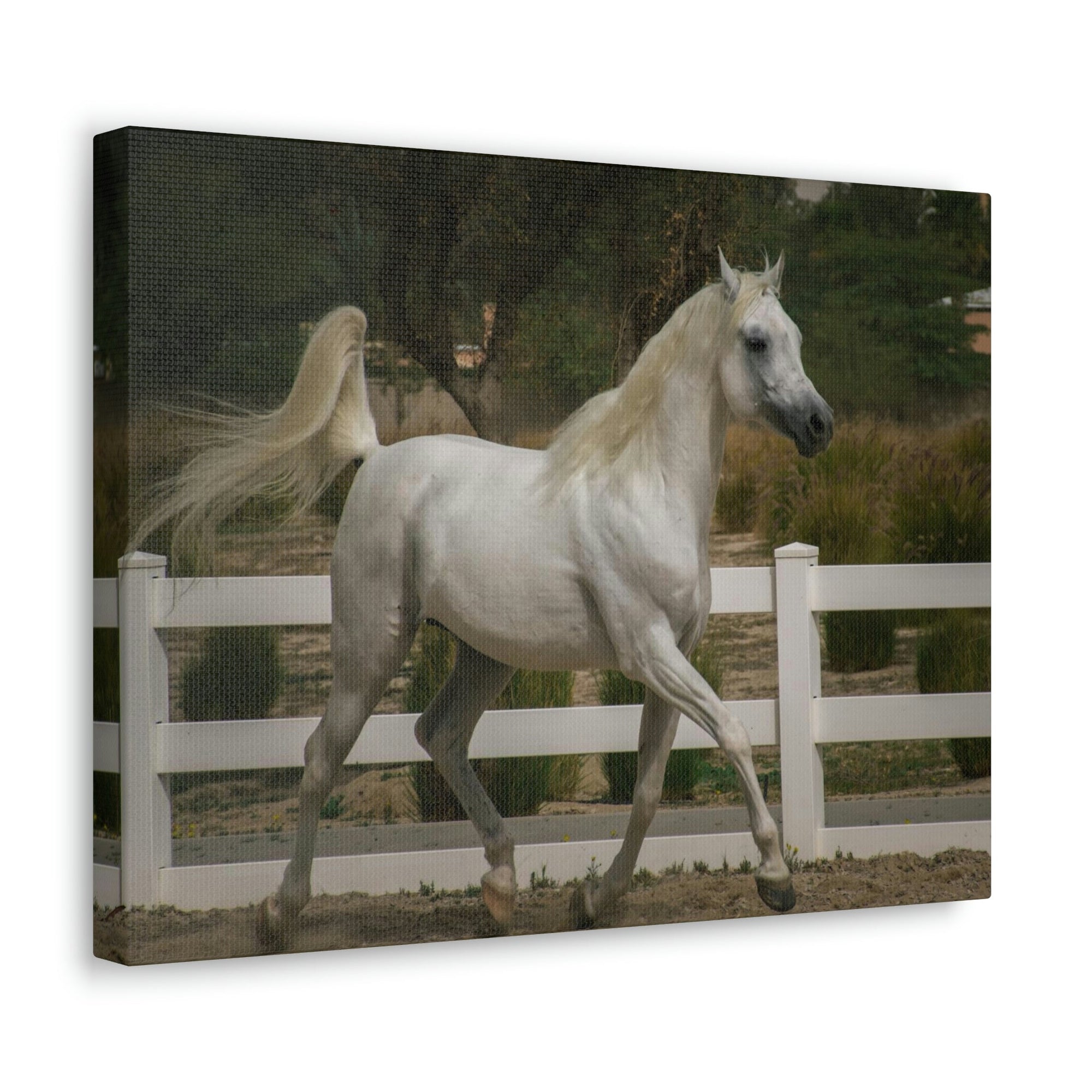 Scripture Walls Arab Horse Hunting Arab Horse on Hunt Print Animal Wall Art Wildlife Canvas Prints Wall Art Ready to Hang Unframed-Express Your Love Gifts