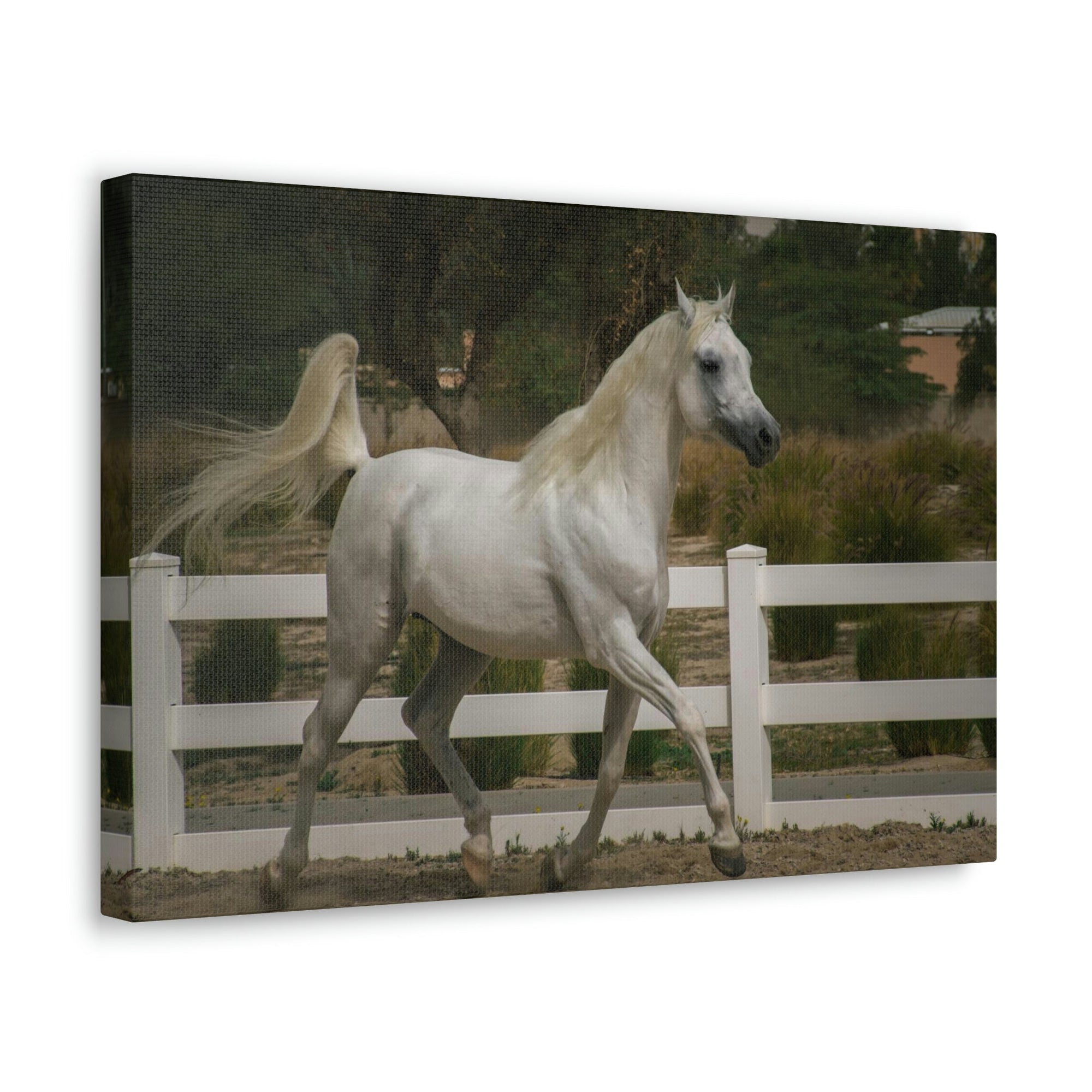 Scripture Walls Arab Horse Hunting Arab Horse on Hunt Print Animal Wall Art Wildlife Canvas Prints Wall Art Ready to Hang Unframed-Express Your Love Gifts