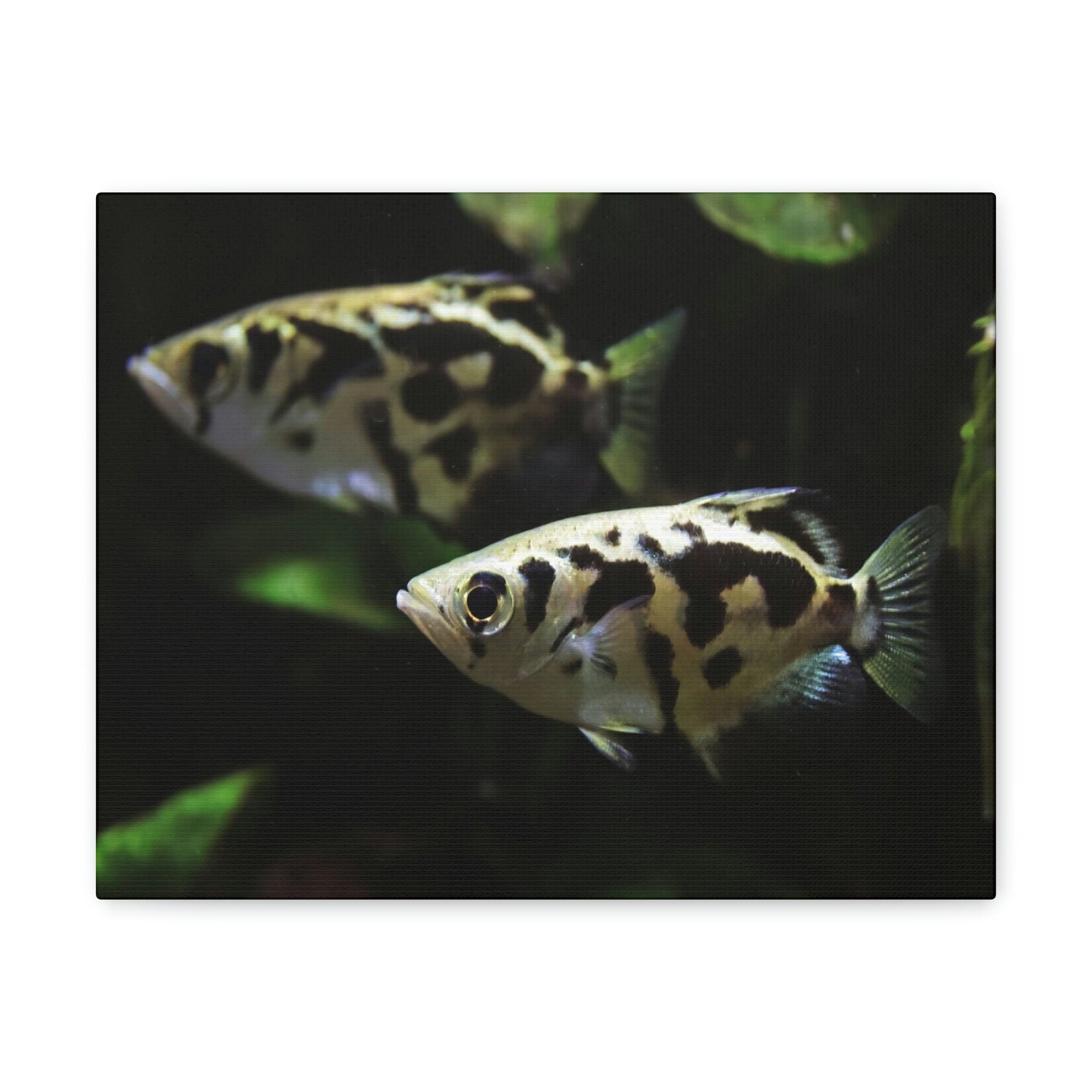 Scripture Walls Archer Fish Couple Archer Fish Troop Print Animal Wall Art Wildlife Canvas Prints Wall Art Ready to Hang Unframed-Express Your Love Gifts