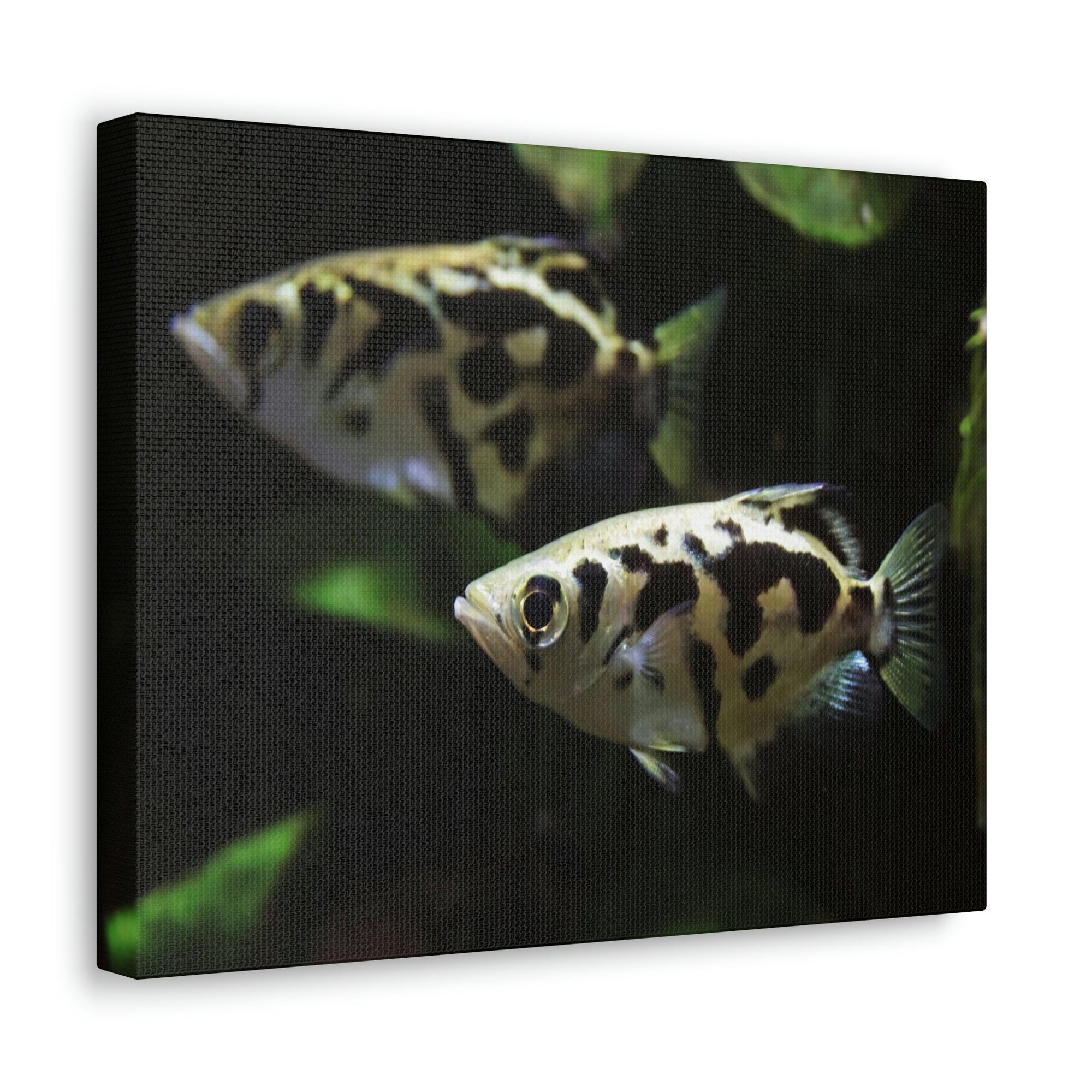 Scripture Walls Archer Fish Couple Archer Fish Troop Print Animal Wall Art Wildlife Canvas Prints Wall Art Ready to Hang Unframed-Express Your Love Gifts