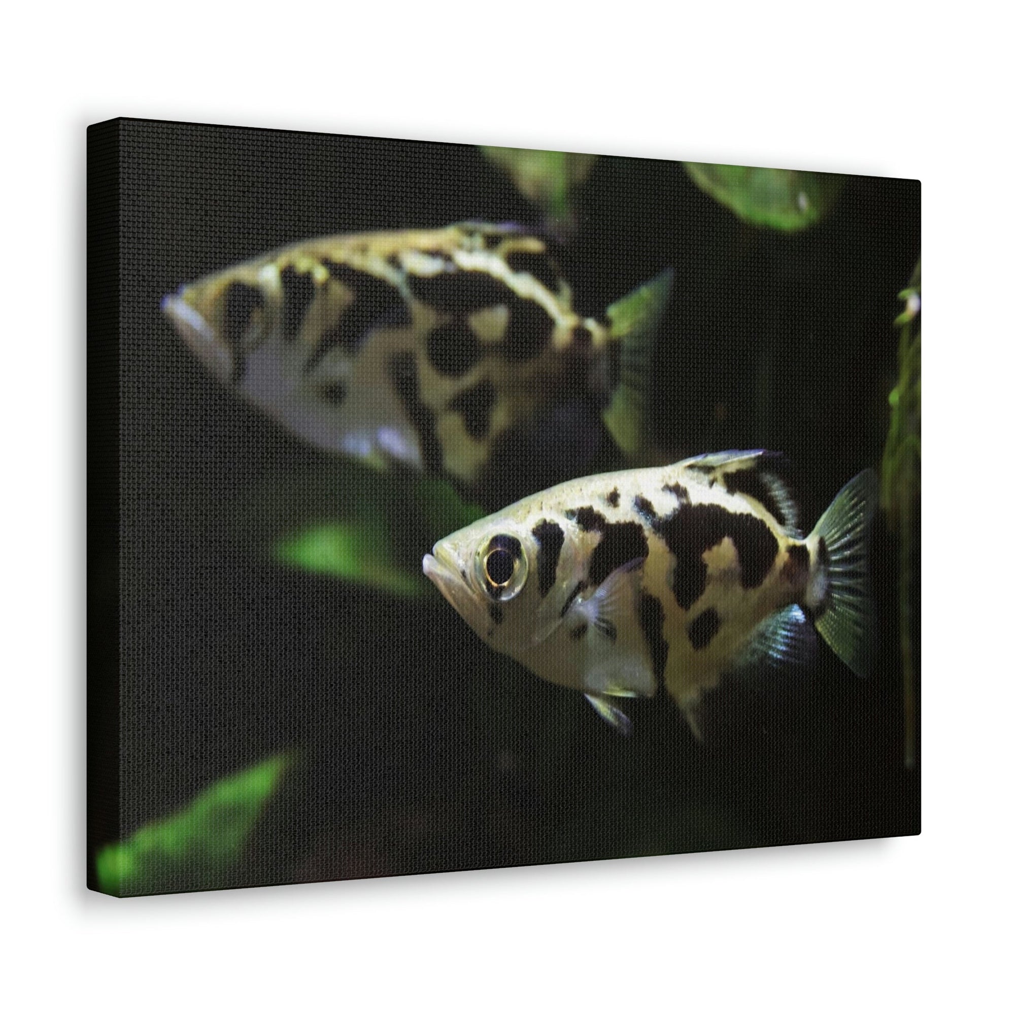 Scripture Walls Archer Fish Couple Archer Fish Troop Print Animal Wall Art Wildlife Canvas Prints Wall Art Ready to Hang Unframed-Express Your Love Gifts