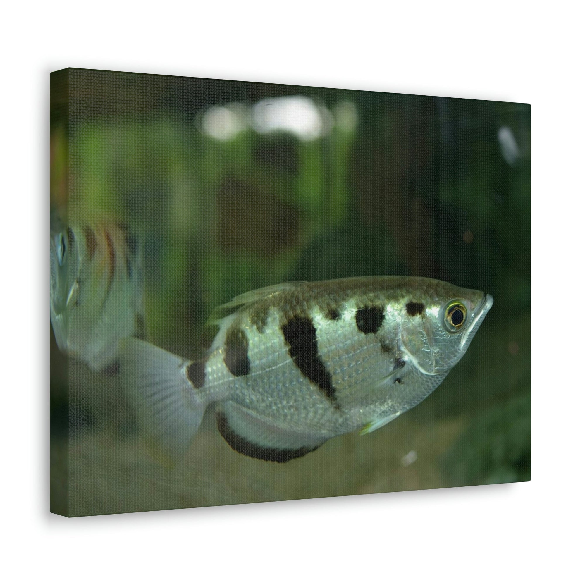 Scripture Walls Archer Fish Hunting Archer Fish on Hunt Print Animal Wall Art Wildlife Canvas Prints Wall Art Ready to Hang Unframed-Express Your Love Gifts