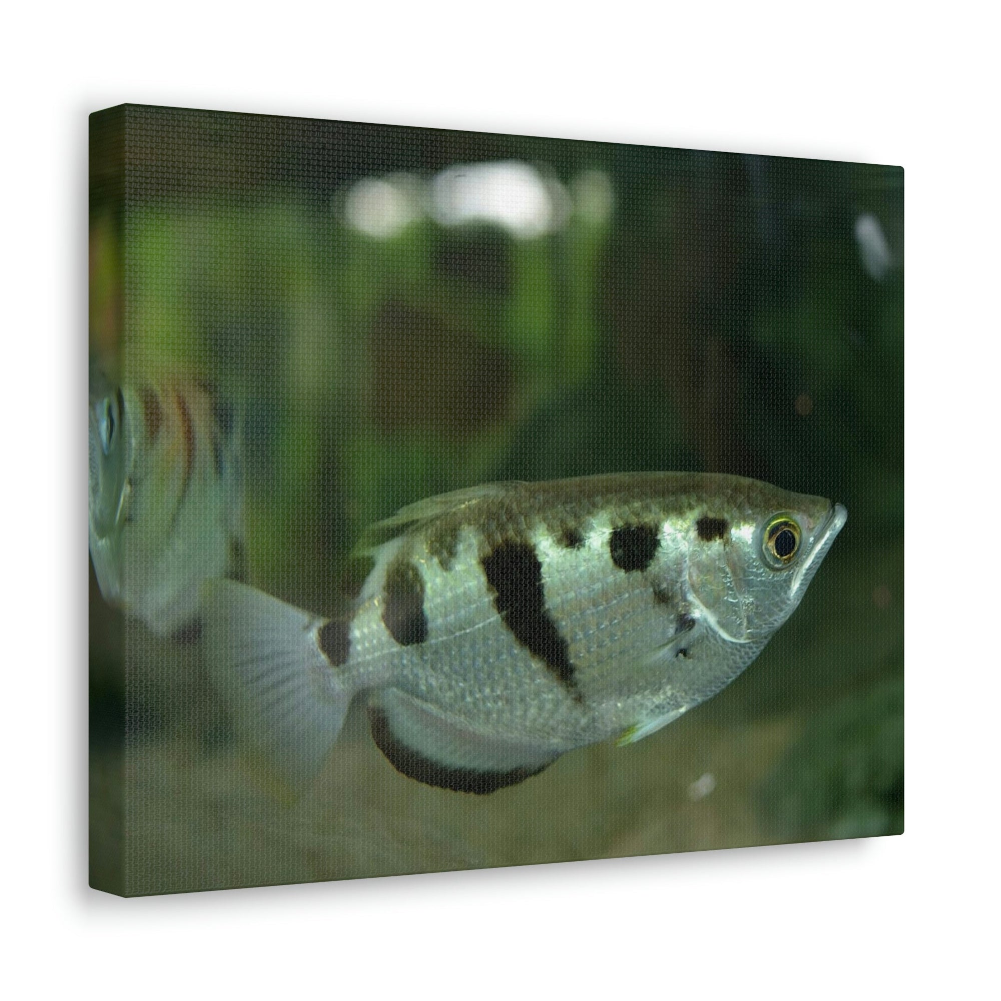 Scripture Walls Archer Fish Hunting Archer Fish on Hunt Print Animal Wall Art Wildlife Canvas Prints Wall Art Ready to Hang Unframed-Express Your Love Gifts