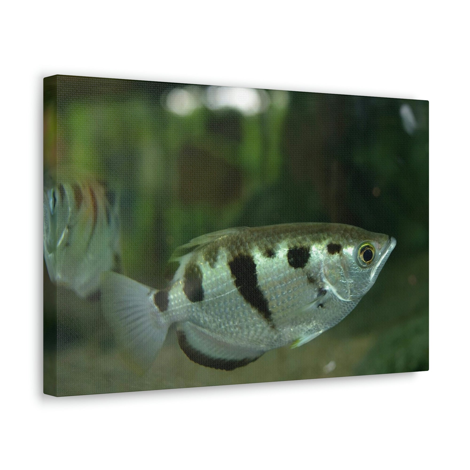 Scripture Walls Archer Fish Hunting Archer Fish on Hunt Print Animal Wall Art Wildlife Canvas Prints Wall Art Ready to Hang Unframed-Express Your Love Gifts