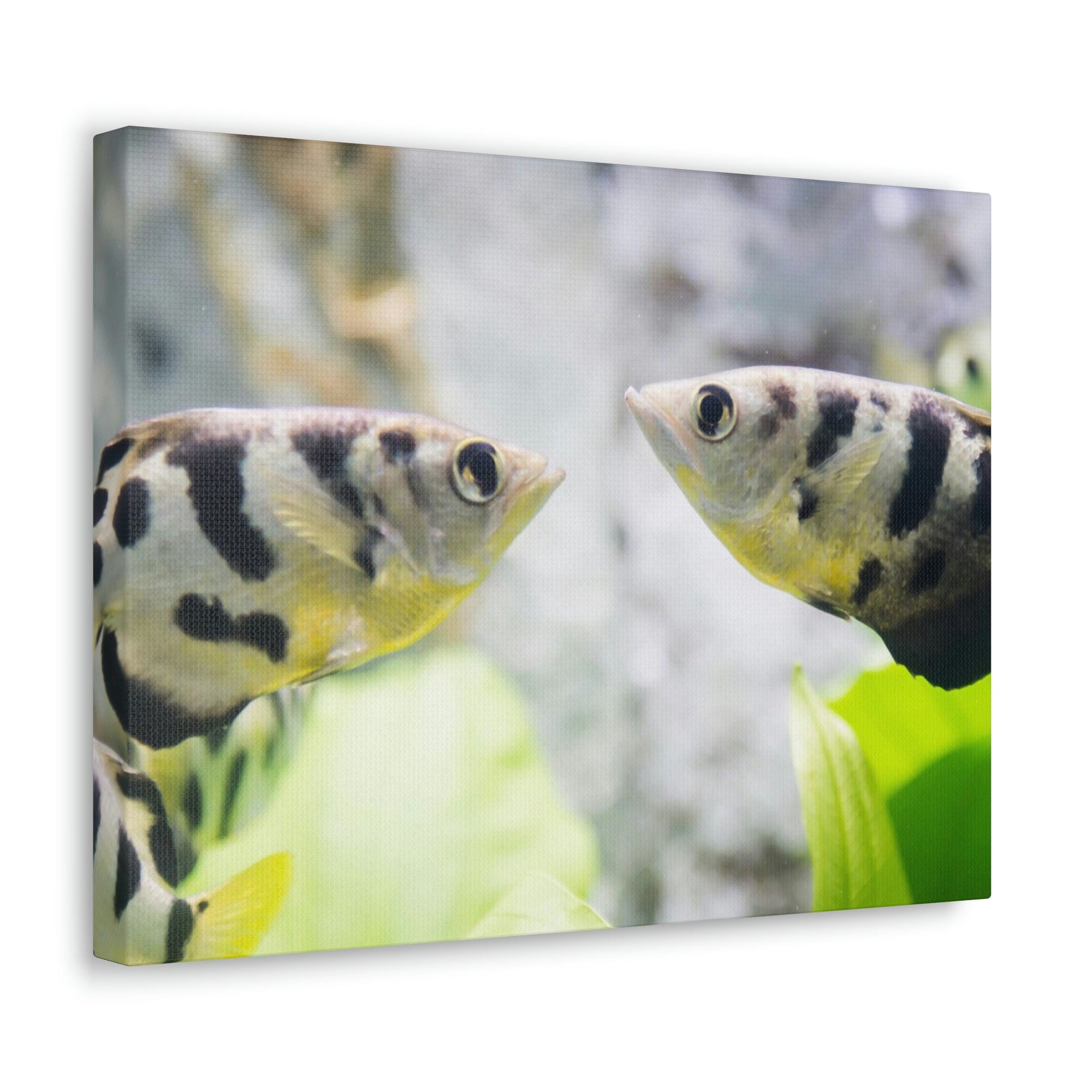 Scripture Walls Archer Fish Wildlife Animal Archer Fish Under Water Wall Art Ready To Hang Unframed-Express Your Love Gifts