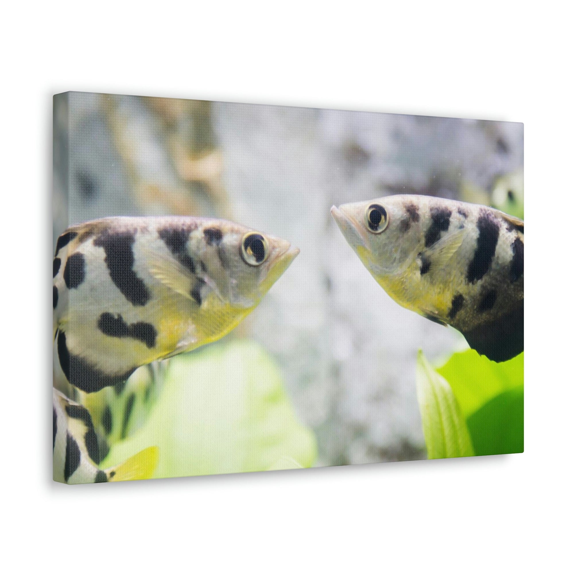 Scripture Walls Archer Fish Wildlife Animal Archer Fish Under Water Wall Art Ready To Hang Unframed-Express Your Love Gifts