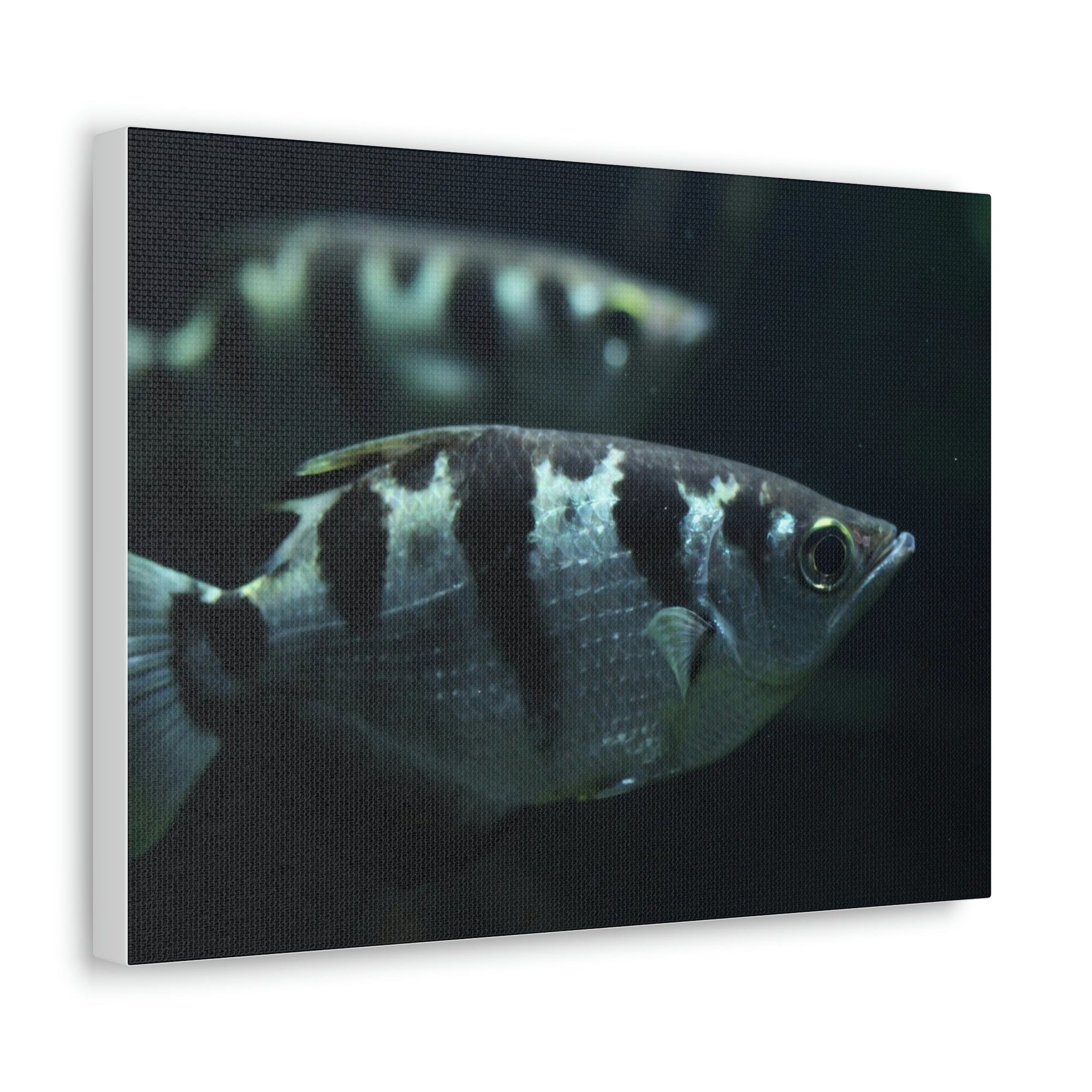 Archer Fish Wildlife Archer Fish Under The Sea Wall Art Ready To Hang Unframed-Express Your Love Gifts