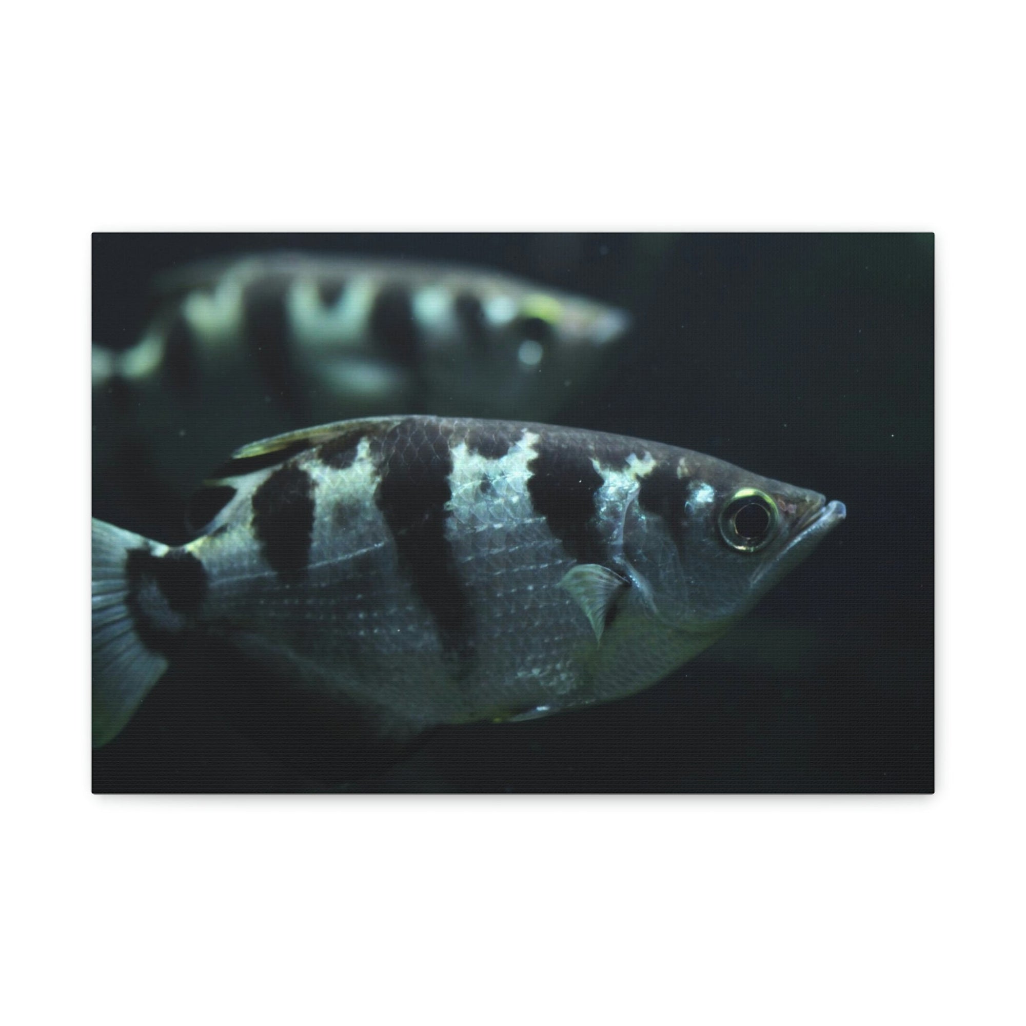 Archer Fish Wildlife Archer Fish Under The Sea Wall Art Ready To Hang Unframed-Express Your Love Gifts