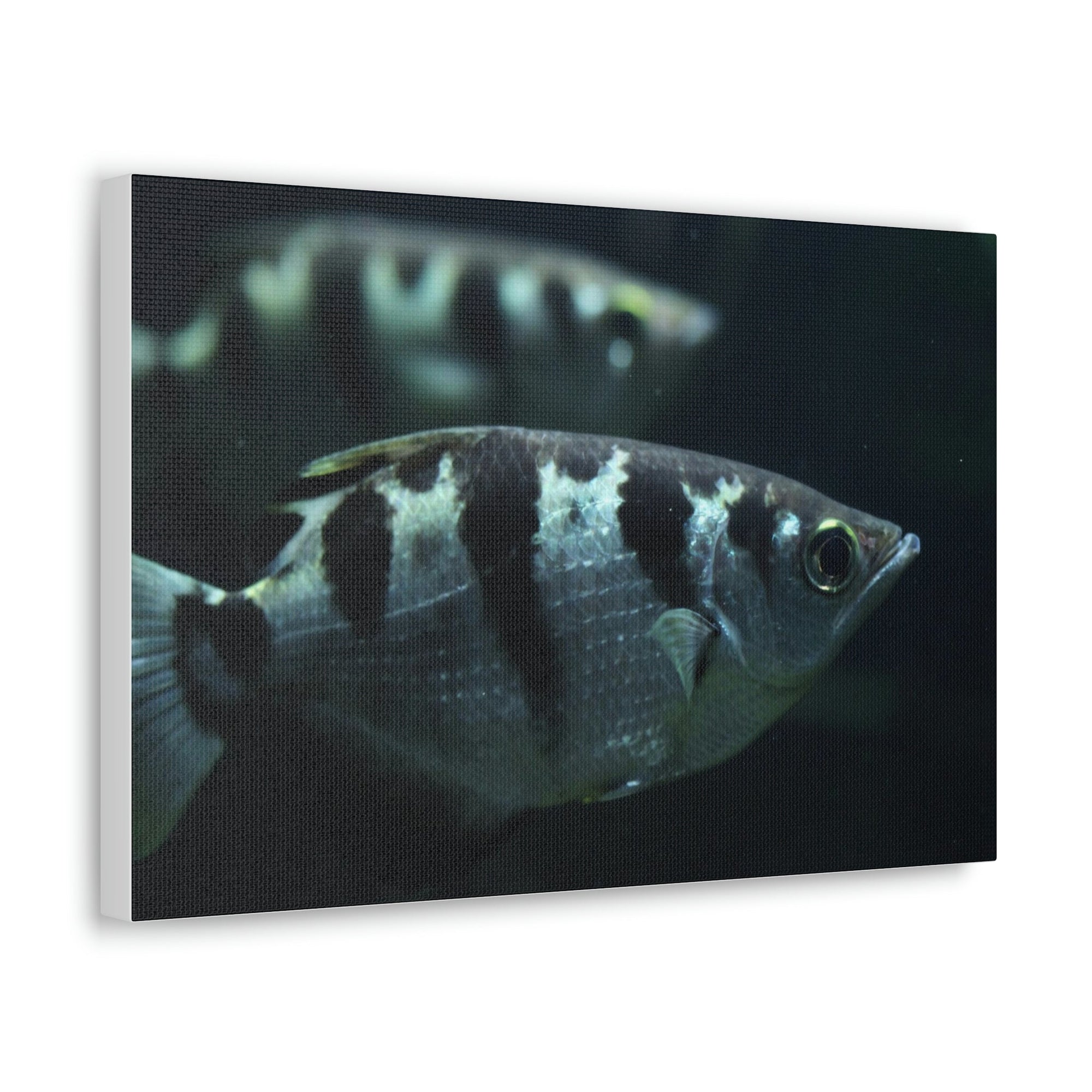 Archer Fish Wildlife Archer Fish Under The Sea Wall Art Ready To Hang Unframed-Express Your Love Gifts