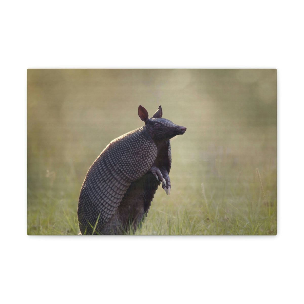 Armadillo At Sunset Armadillo Mammals wall Art Ready To Hang Unframed-Express Your Love Gifts