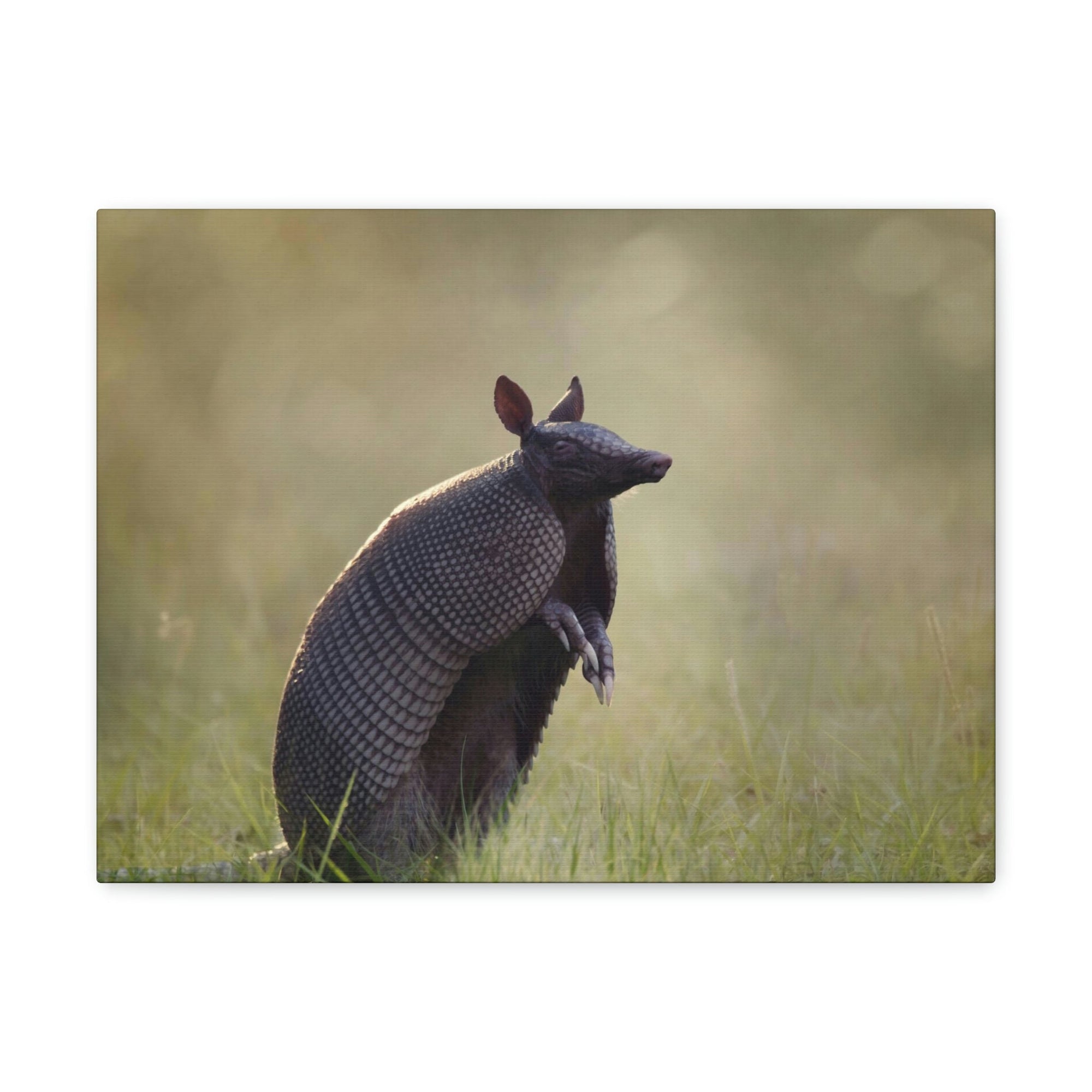 Armadillo At Sunset Armadillo Mammals wall Art Ready To Hang Unframed-Express Your Love Gifts