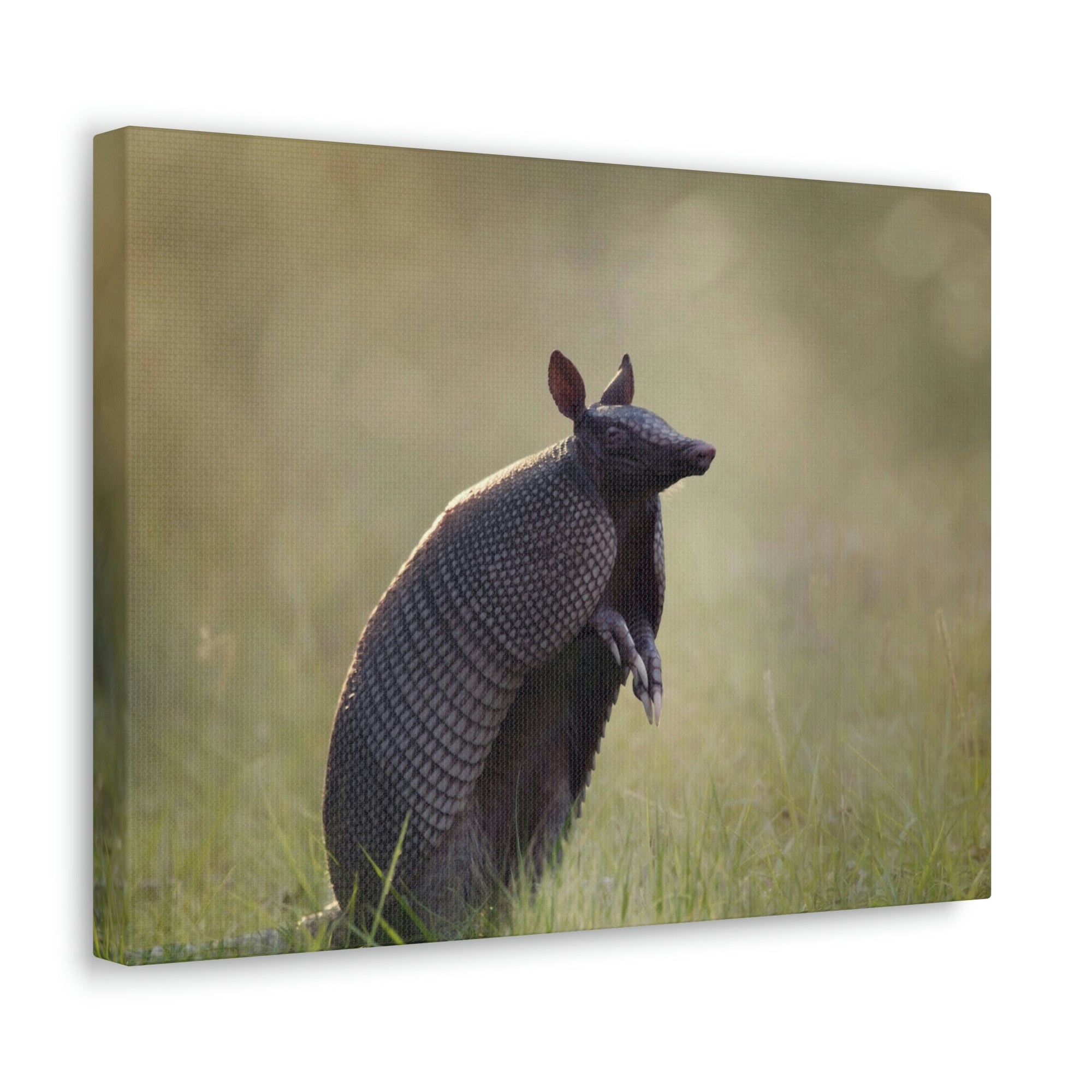 Armadillo At Sunset Armadillo Mammals wall Art Ready To Hang Unframed-Express Your Love Gifts