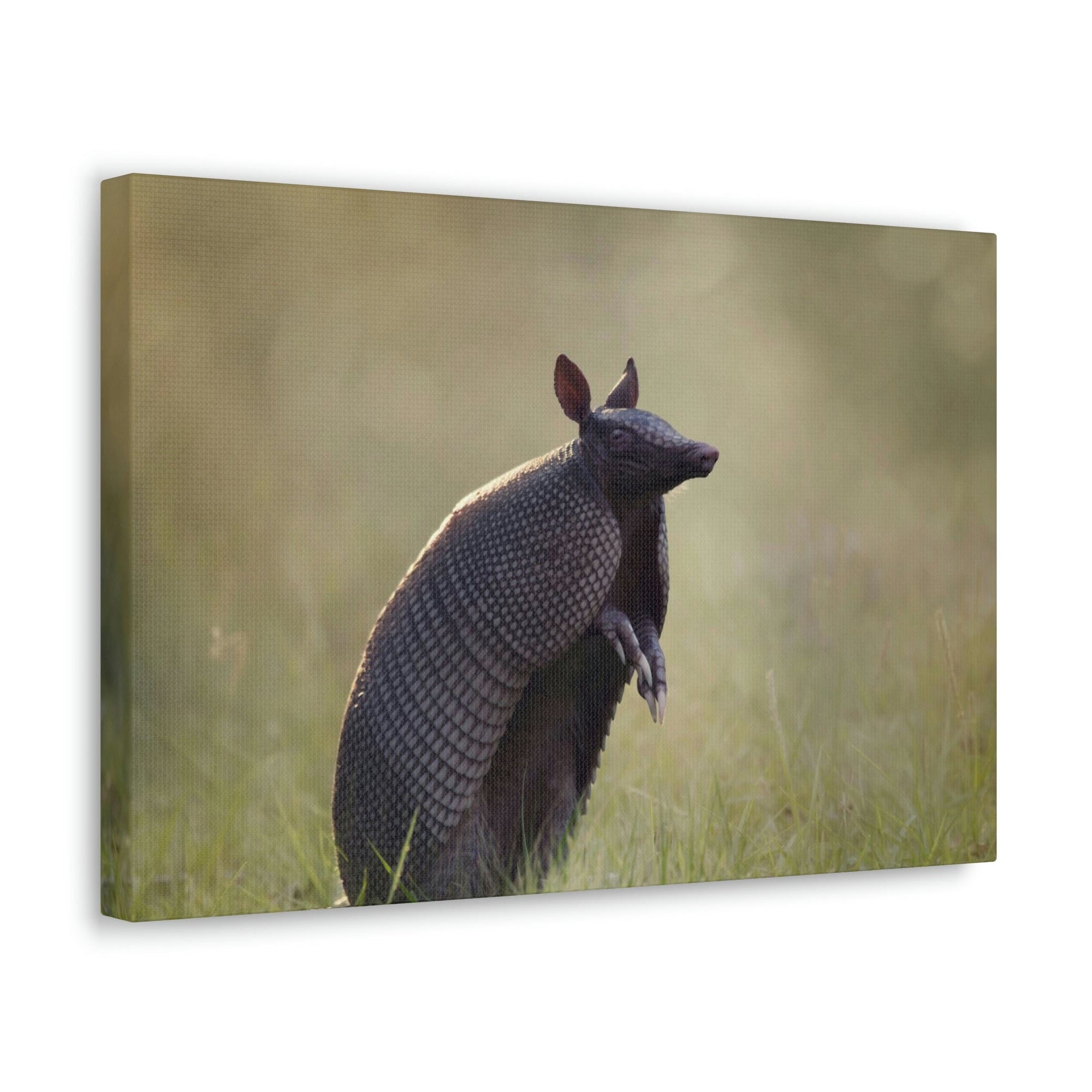 Armadillo At Sunset Armadillo Mammals wall Art Ready To Hang Unframed-Express Your Love Gifts