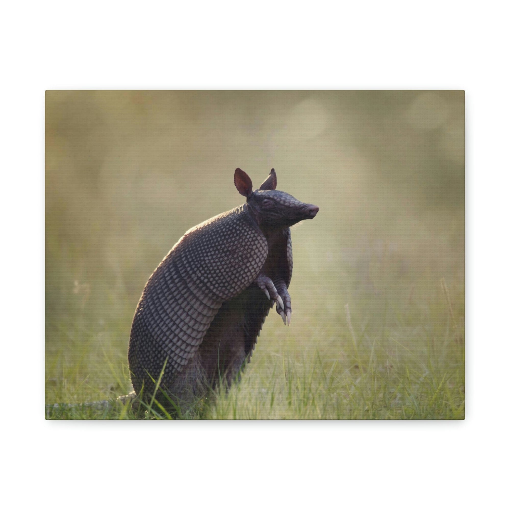 Armadillo At Sunset Armadillo Mammals wall Art Ready To Hang Unframed-Express Your Love Gifts