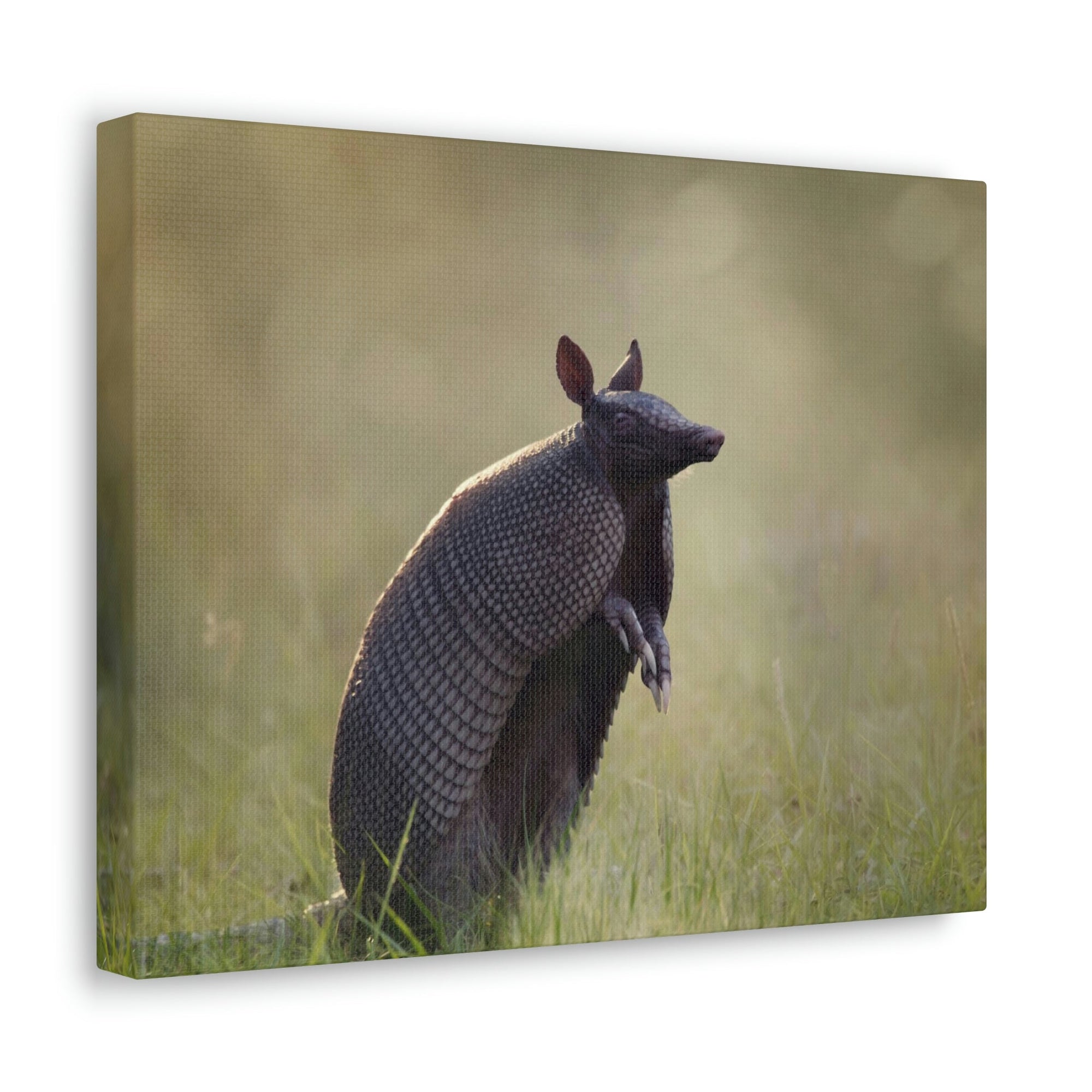 Armadillo At Sunset Armadillo Mammals wall Art Ready To Hang Unframed-Express Your Love Gifts