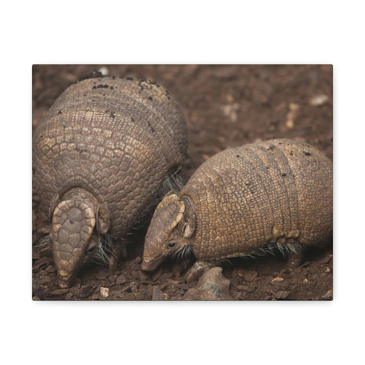 Scripture Walls Armadillo Couple Armadillo Troop Print Animal Wall Art Wildlife Canvas Prints Wall Art Ready to Hang Unframed-Express Your Love Gifts