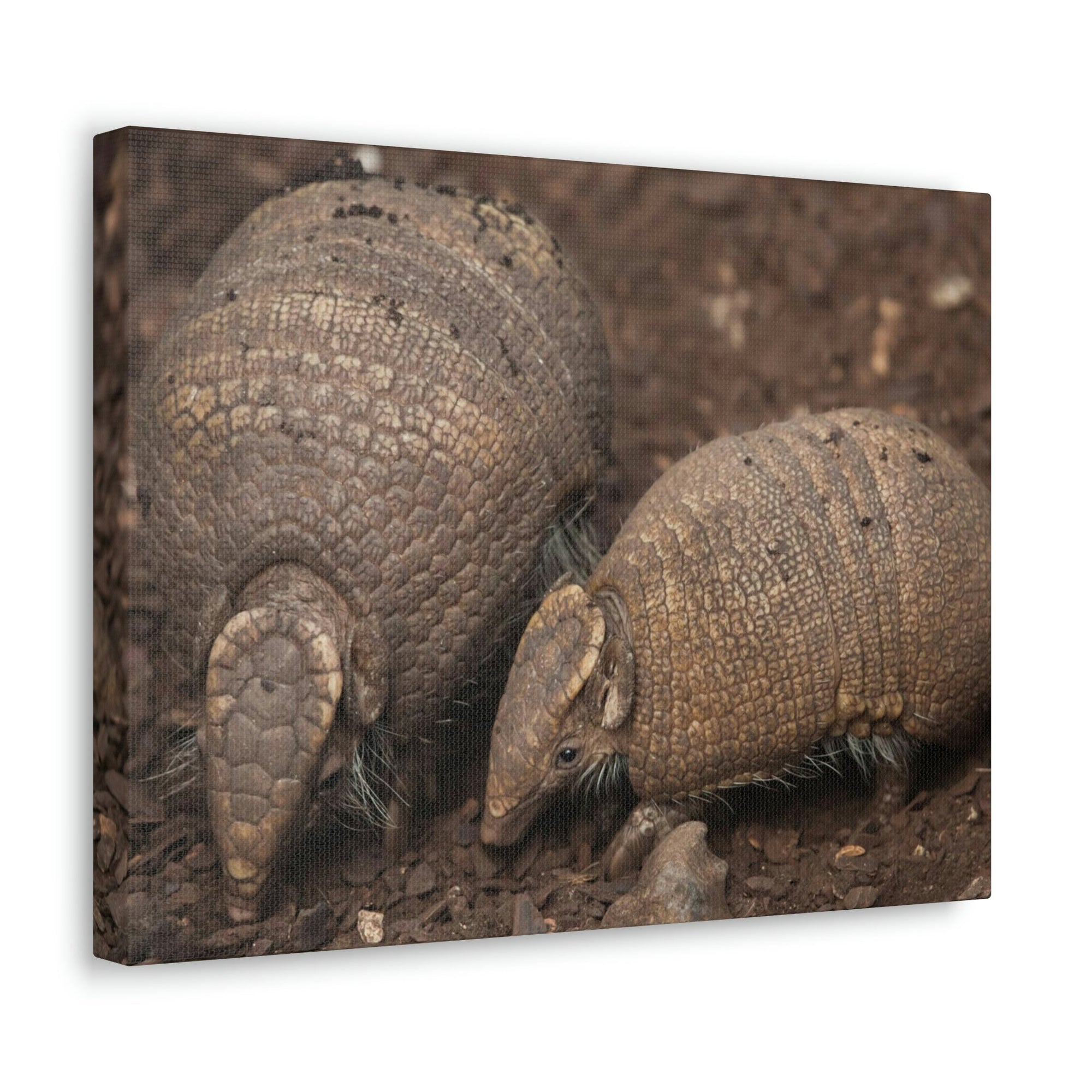 Scripture Walls Armadillo Couple Armadillo Troop Print Animal Wall Art Wildlife Canvas Prints Wall Art Ready to Hang Unframed-Express Your Love Gifts