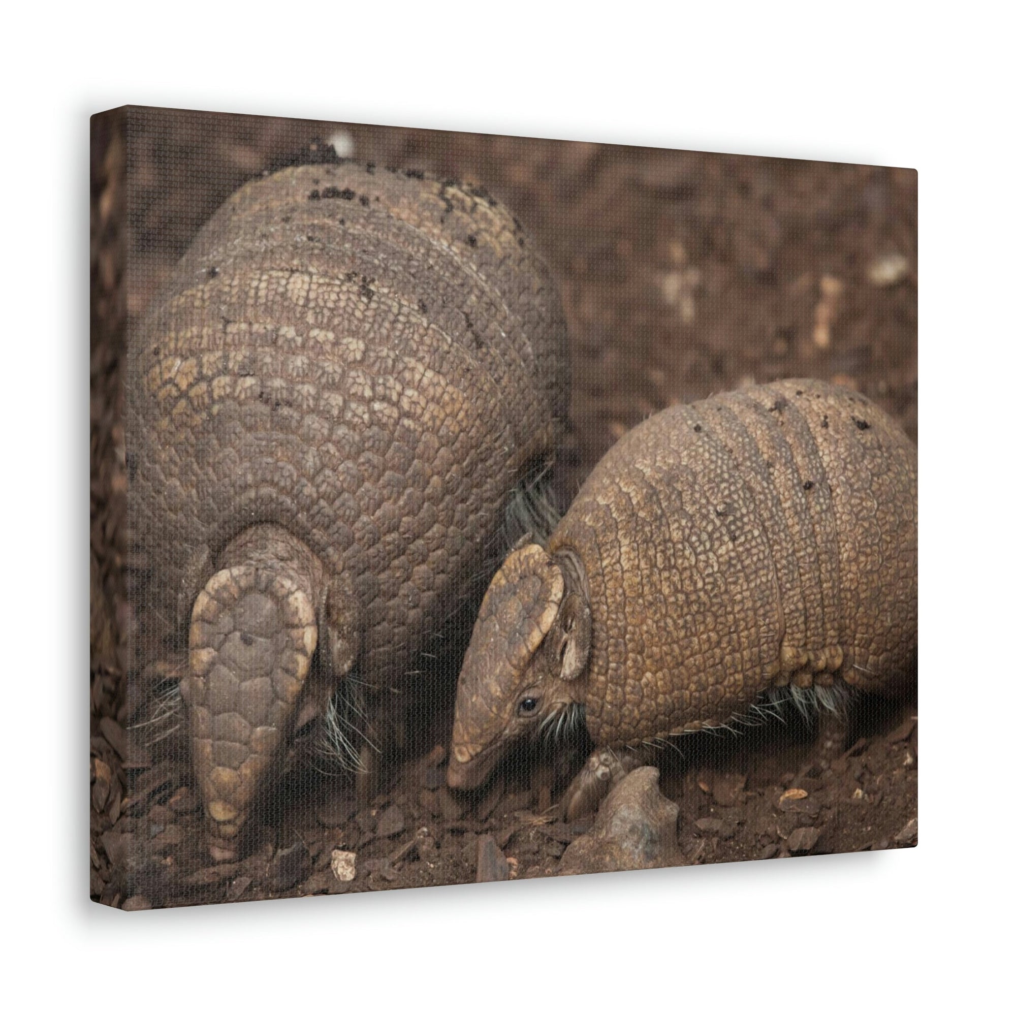 Scripture Walls Armadillo Couple Armadillo Troop Print Animal Wall Art Wildlife Canvas Prints Wall Art Ready to Hang Unframed-Express Your Love Gifts