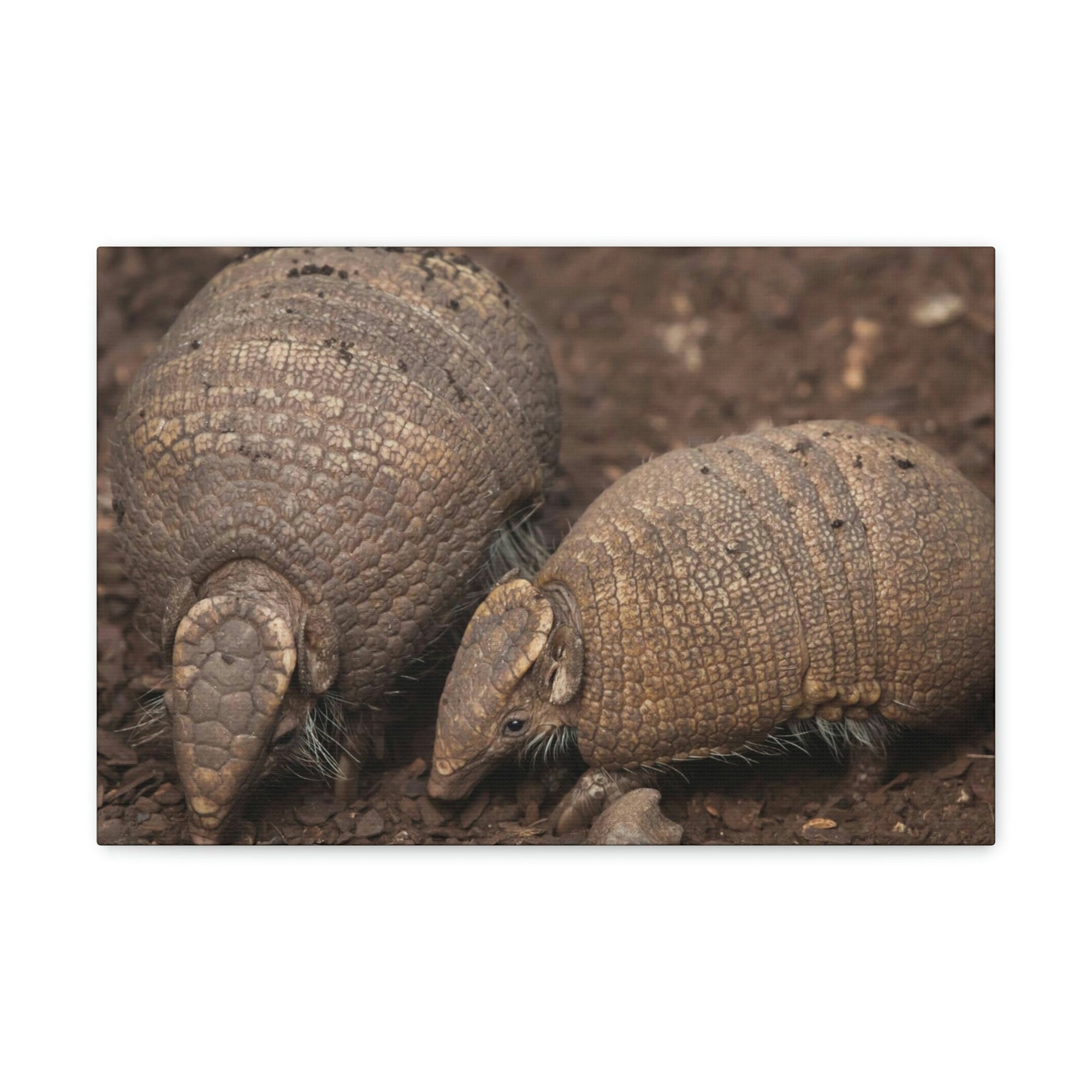 Scripture Walls Armadillo Couple Armadillo Troop Print Animal Wall Art Wildlife Canvas Prints Wall Art Ready to Hang Unframed-Express Your Love Gifts