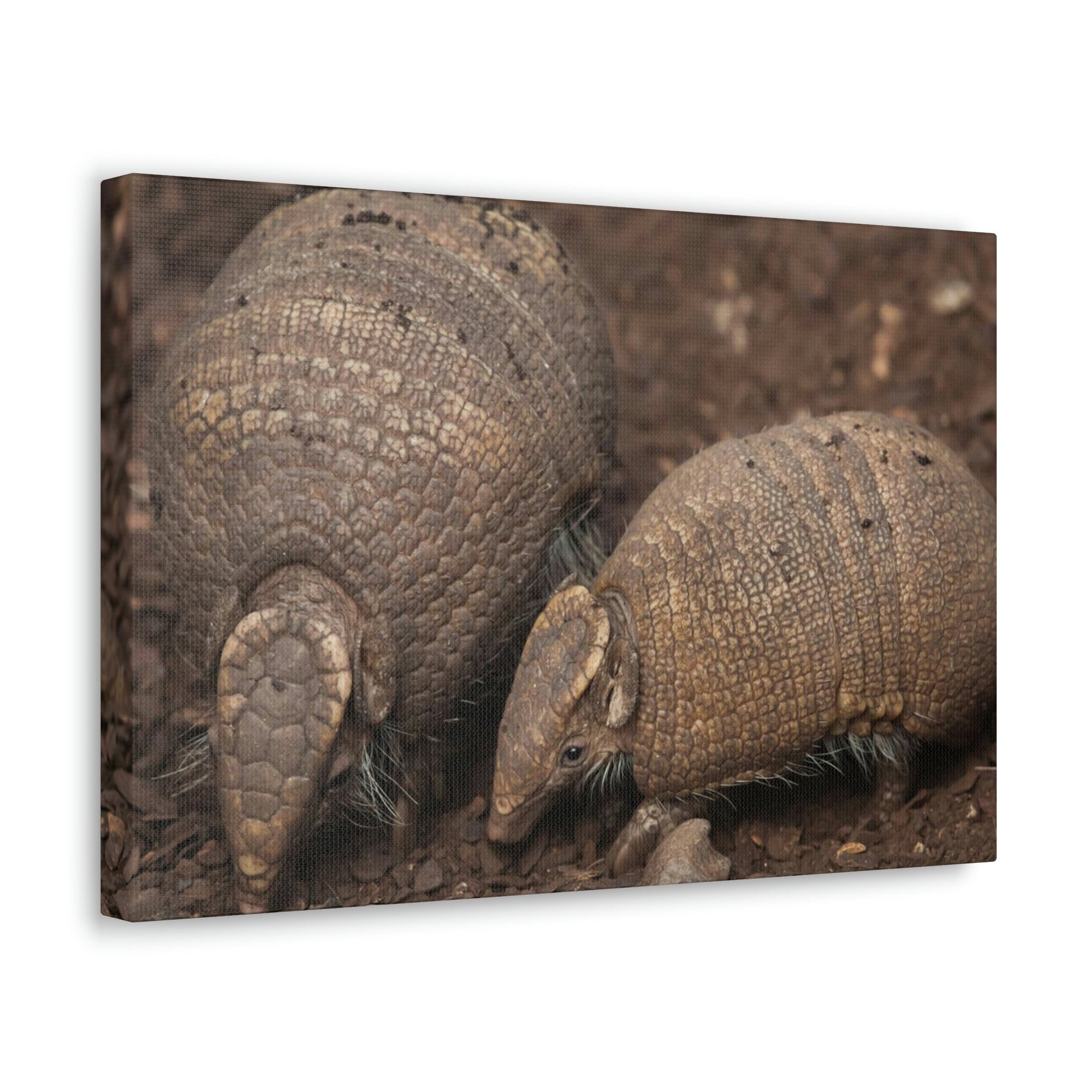 Scripture Walls Armadillo Couple Armadillo Troop Print Animal Wall Art Wildlife Canvas Prints Wall Art Ready to Hang Unframed-Express Your Love Gifts