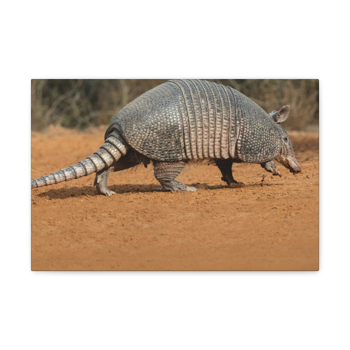 Armadillo Drinking Armadillo In Desert Wall Art Ready To Hang Unframed-Express Your Love Gifts