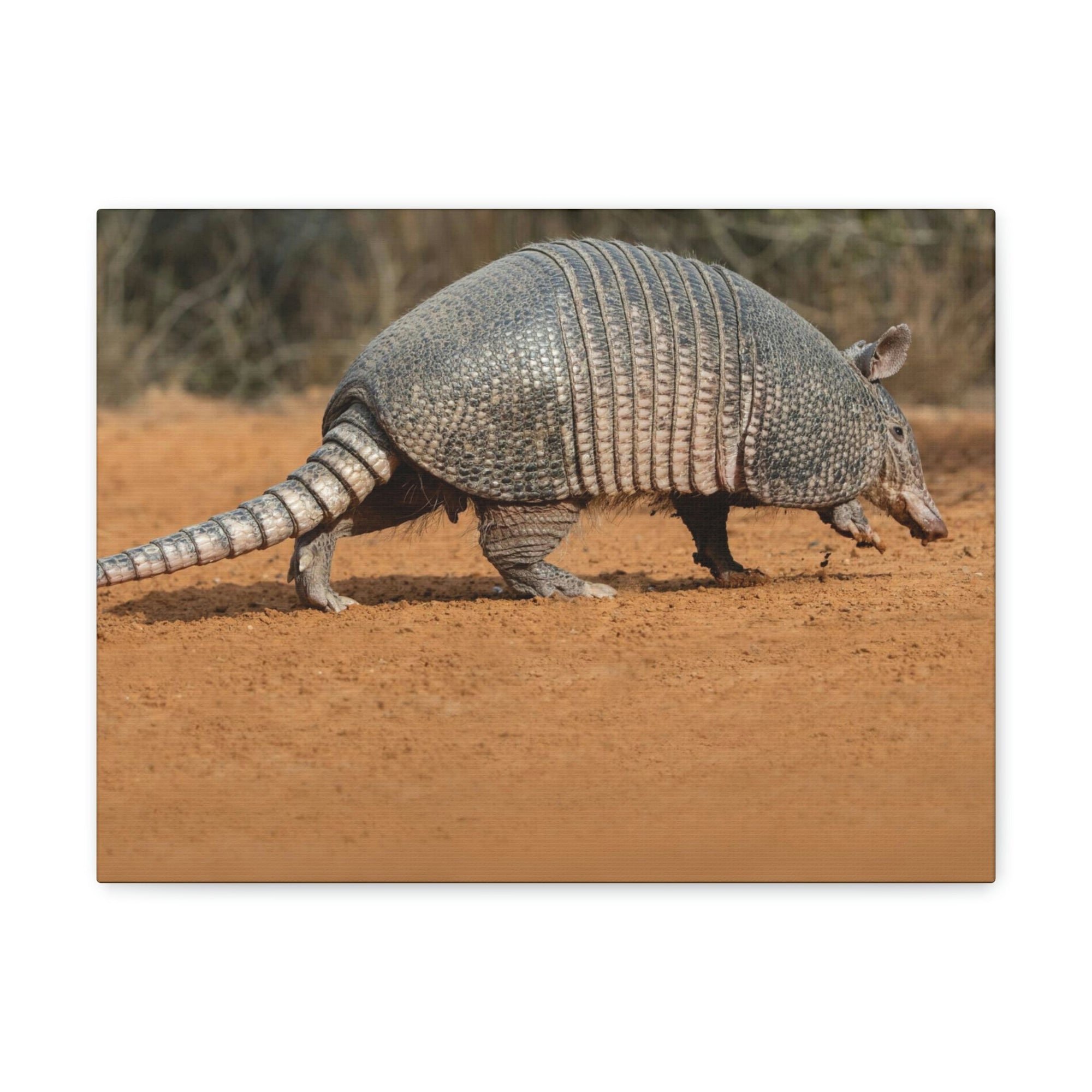 Armadillo Drinking Armadillo In Desert Wall Art Ready To Hang Unframed-Express Your Love Gifts