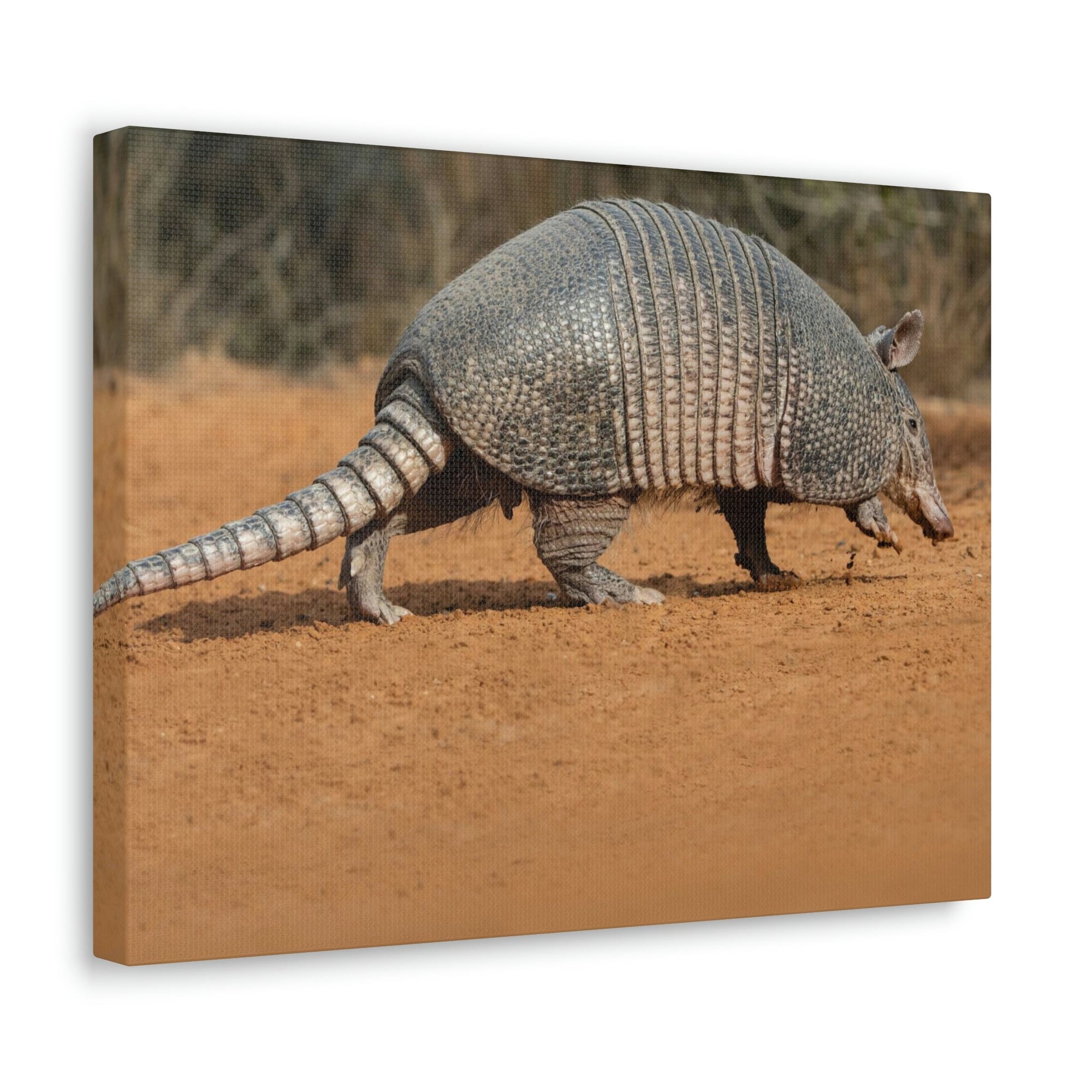 Armadillo Drinking Armadillo In Desert Wall Art Ready To Hang Unframed-Express Your Love Gifts