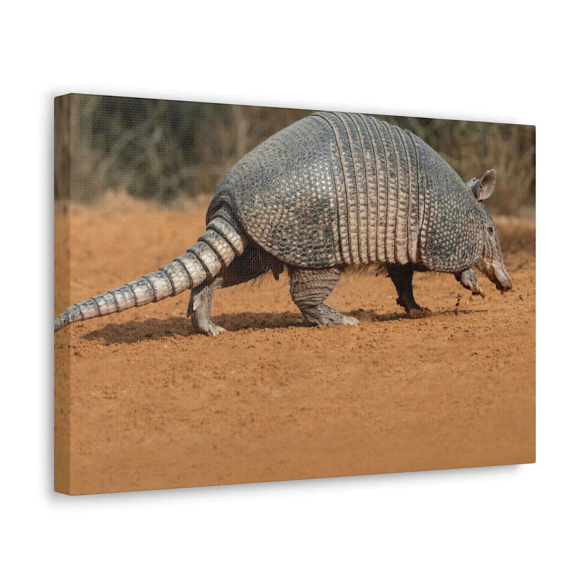 Armadillo Drinking Armadillo In Desert Wall Art Ready To Hang Unframed-Express Your Love Gifts