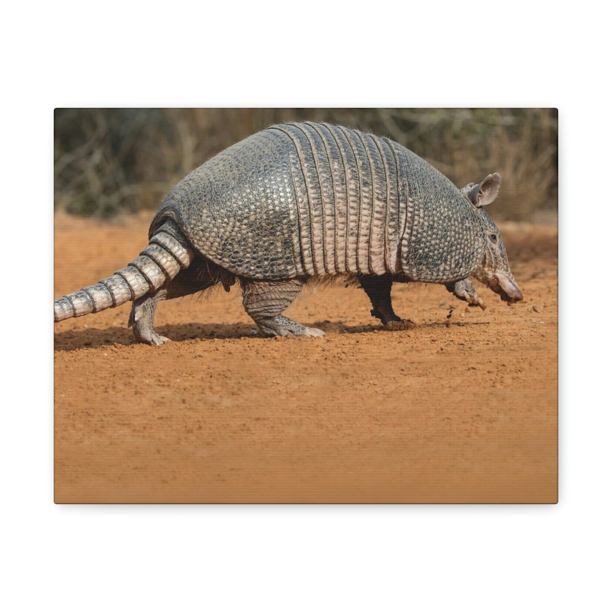 Armadillo Drinking Armadillo In Desert Wall Art Ready To Hang Unframed-Express Your Love Gifts