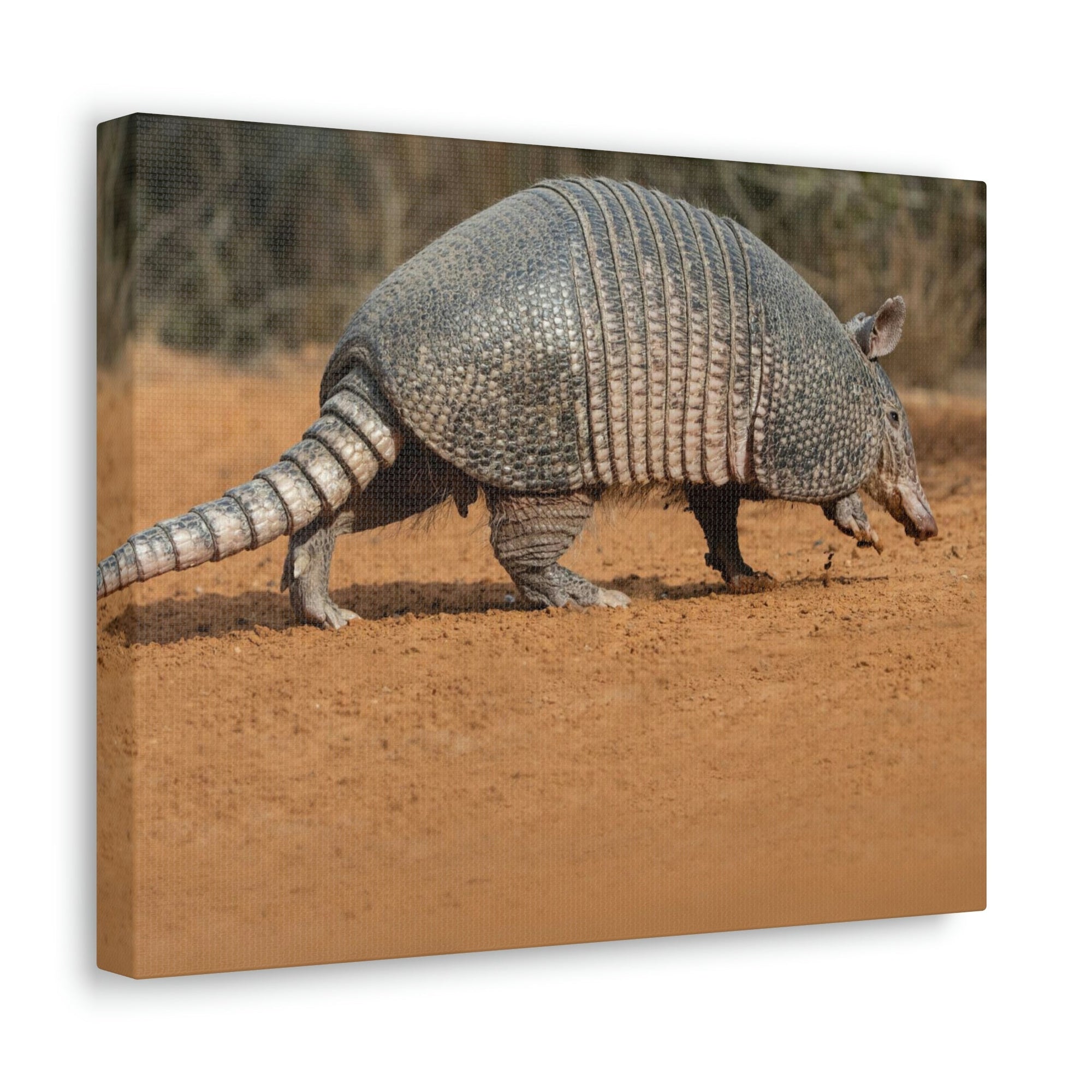 Armadillo Drinking Armadillo In Desert Wall Art Ready To Hang Unframed-Express Your Love Gifts