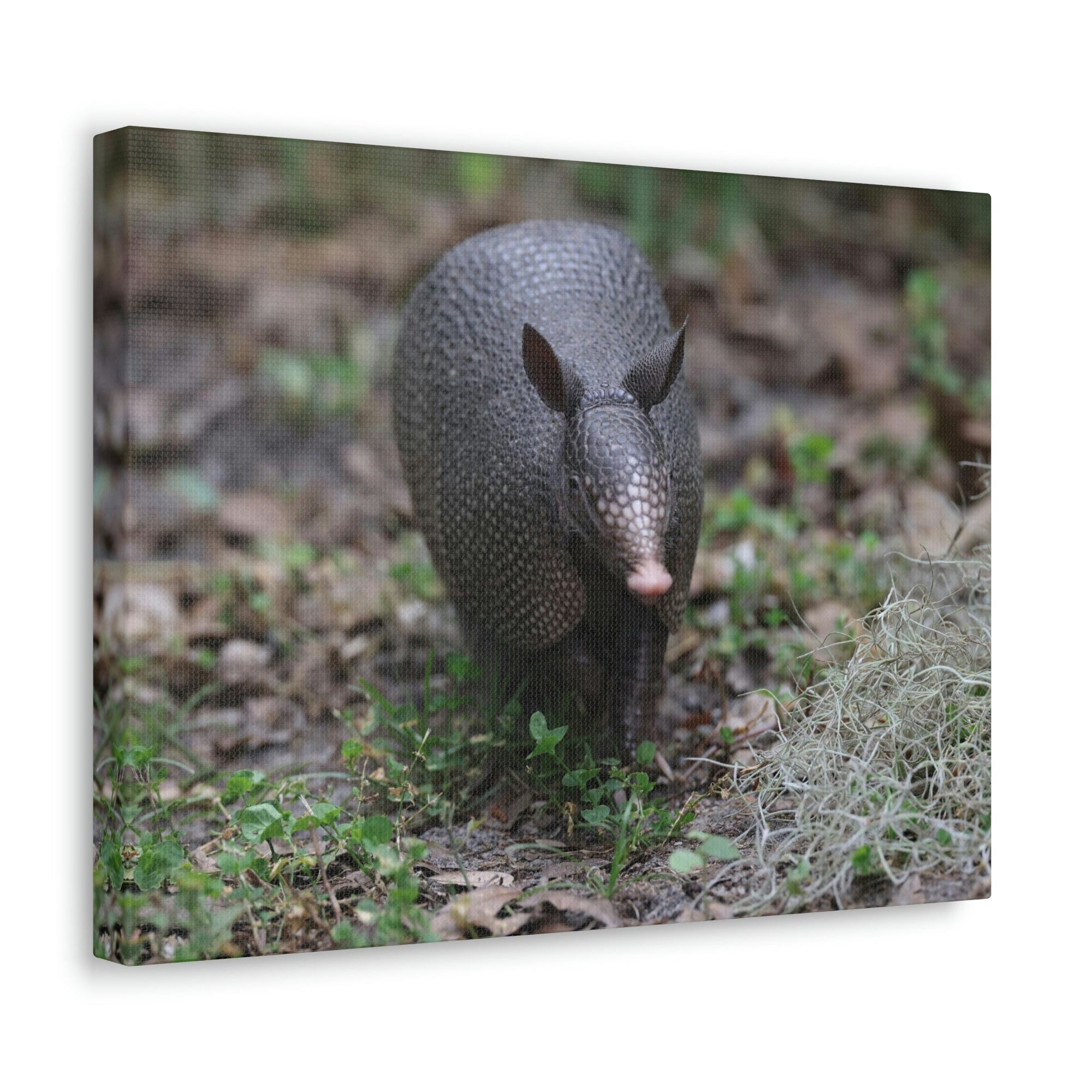 Scripture Walls Armadillo Hunting Armadillo on Hunt Print Animal Wall Art Wildlife Canvas Prints Wall Art Ready to Hang Unframed-Express Your Love Gifts