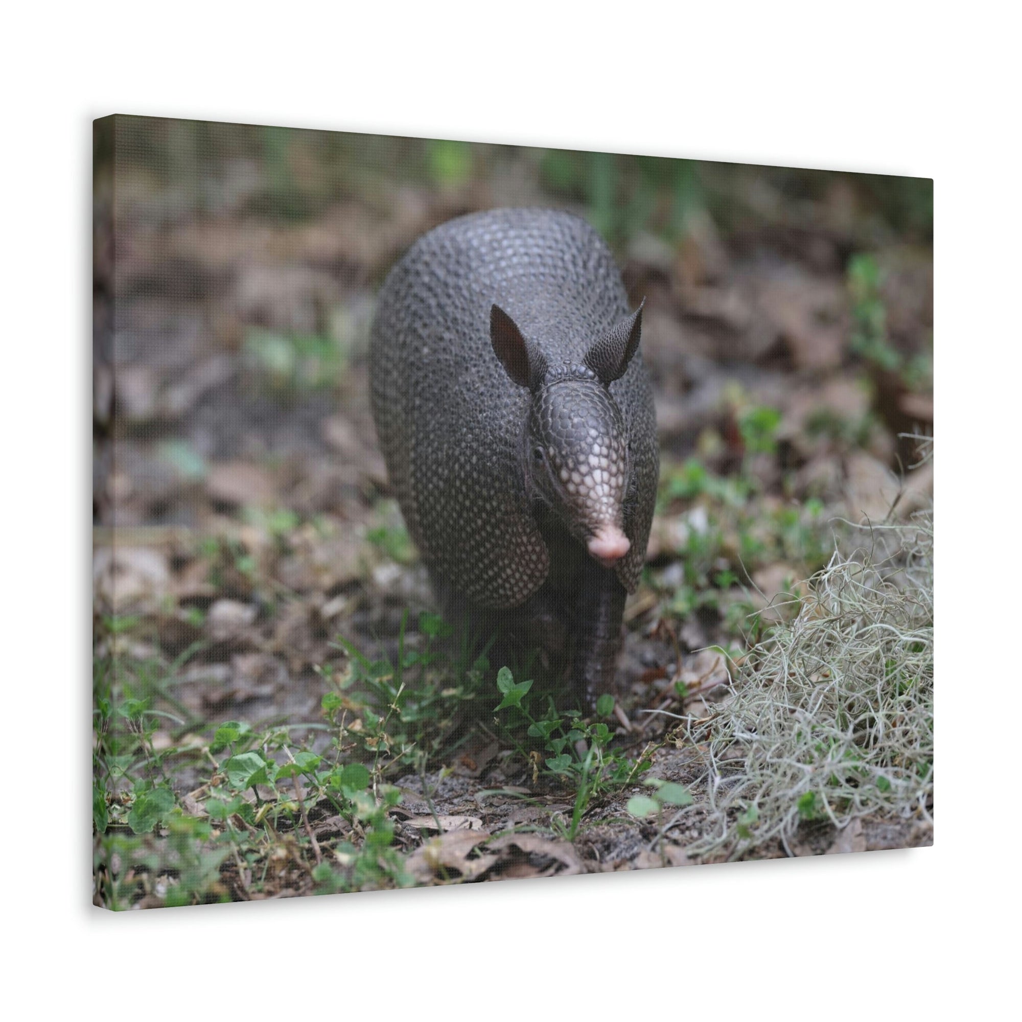 Scripture Walls Armadillo Hunting Armadillo on Hunt Print Animal Wall Art Wildlife Canvas Prints Wall Art Ready to Hang Unframed-Express Your Love Gifts