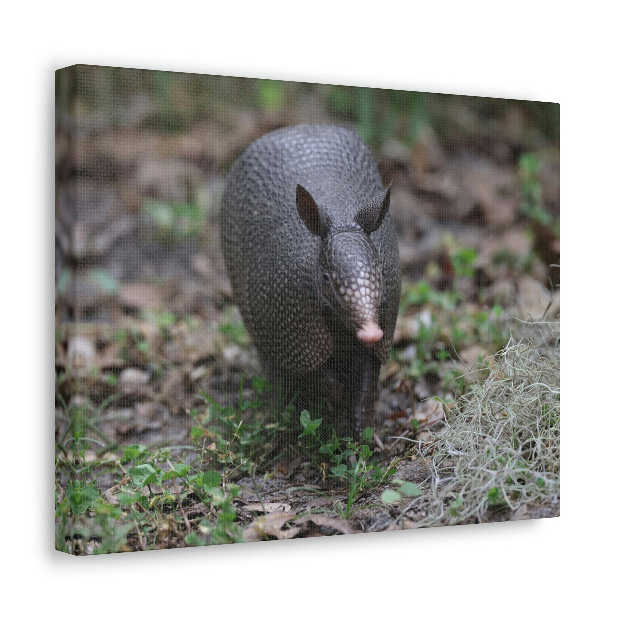 Scripture Walls Armadillo Hunting Armadillo on Hunt Print Animal Wall Art Wildlife Canvas Prints Wall Art Ready to Hang Unframed-Express Your Love Gifts