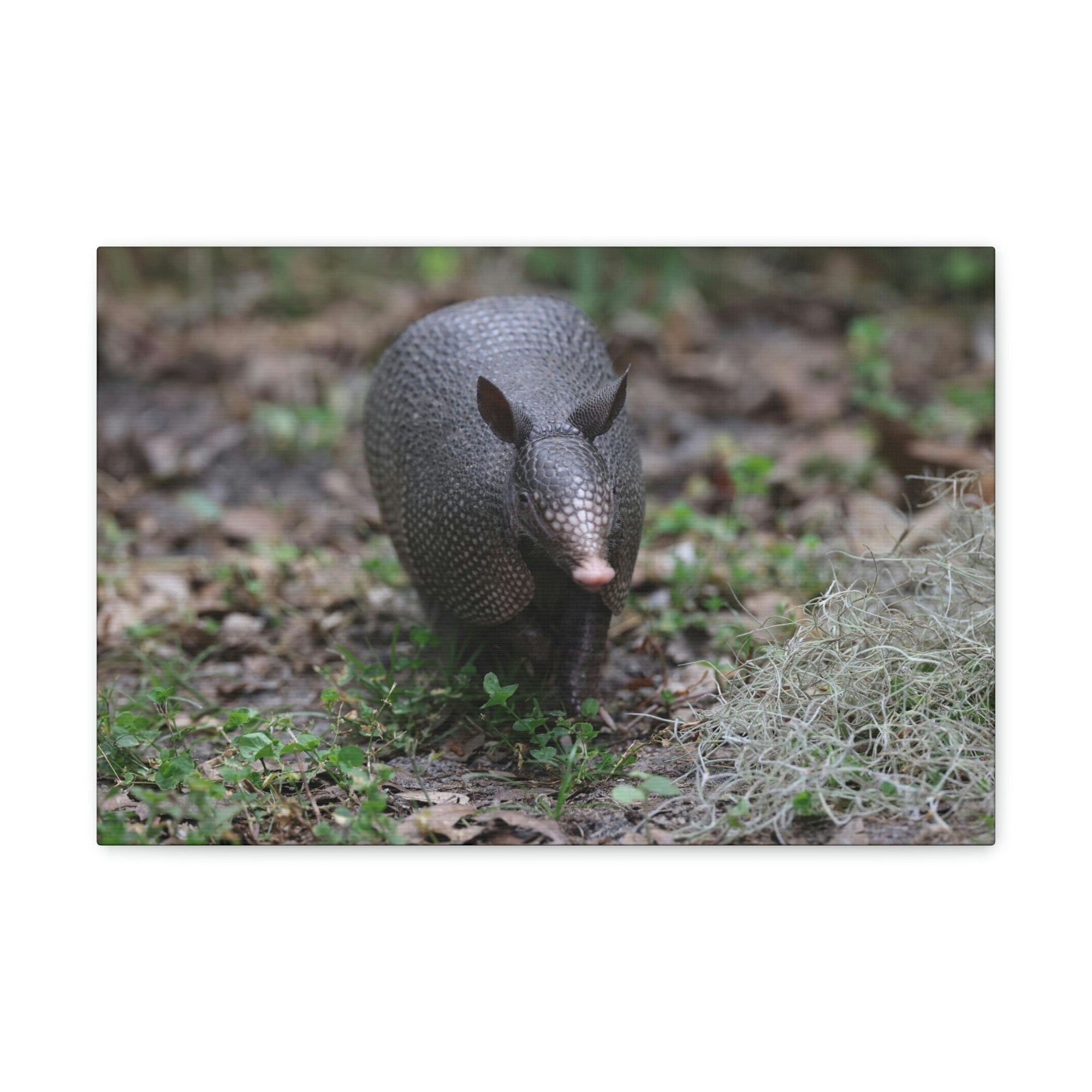 Scripture Walls Armadillo Hunting Armadillo on Hunt Print Animal Wall Art Wildlife Canvas Prints Wall Art Ready to Hang Unframed-Express Your Love Gifts