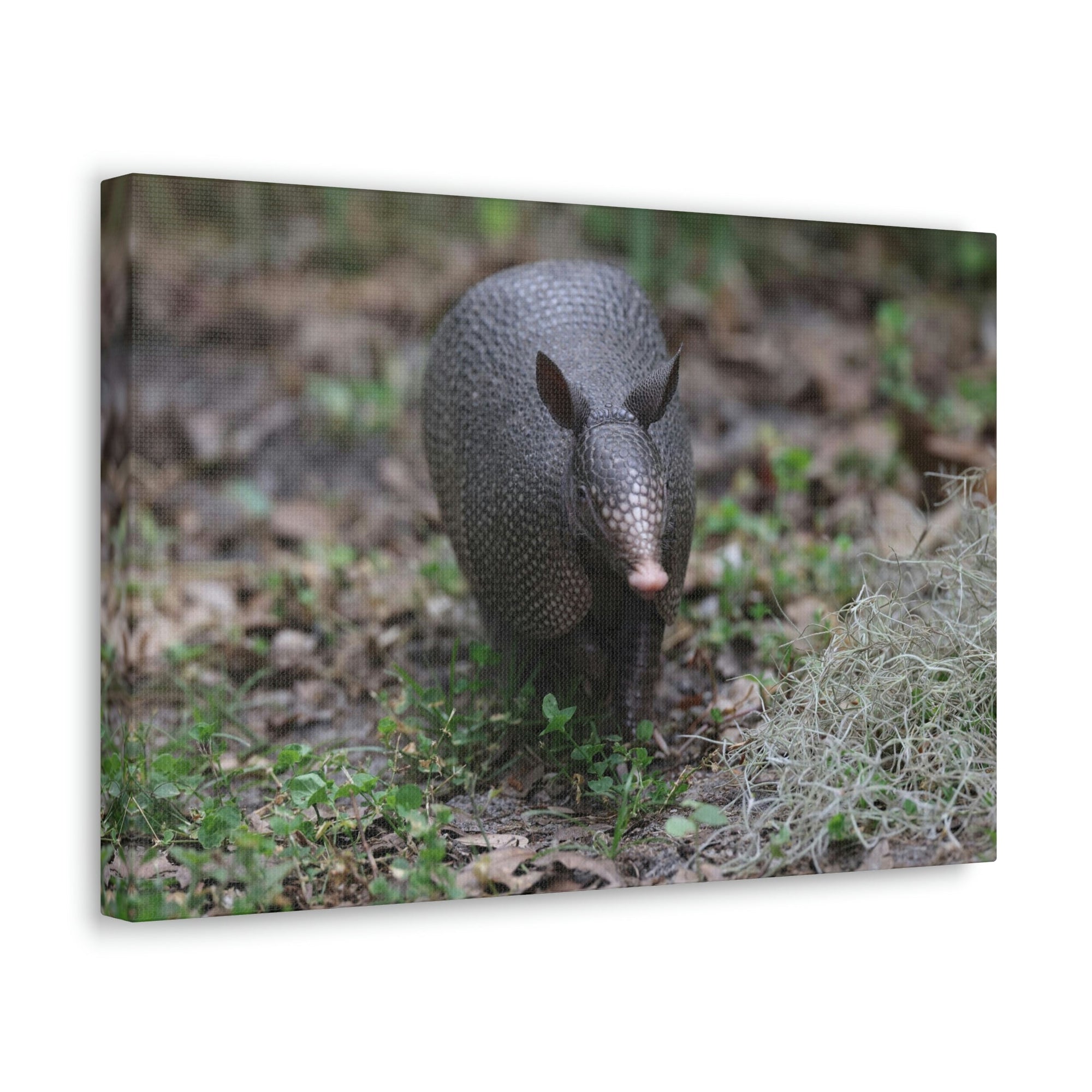 Scripture Walls Armadillo Hunting Armadillo on Hunt Print Animal Wall Art Wildlife Canvas Prints Wall Art Ready to Hang Unframed-Express Your Love Gifts