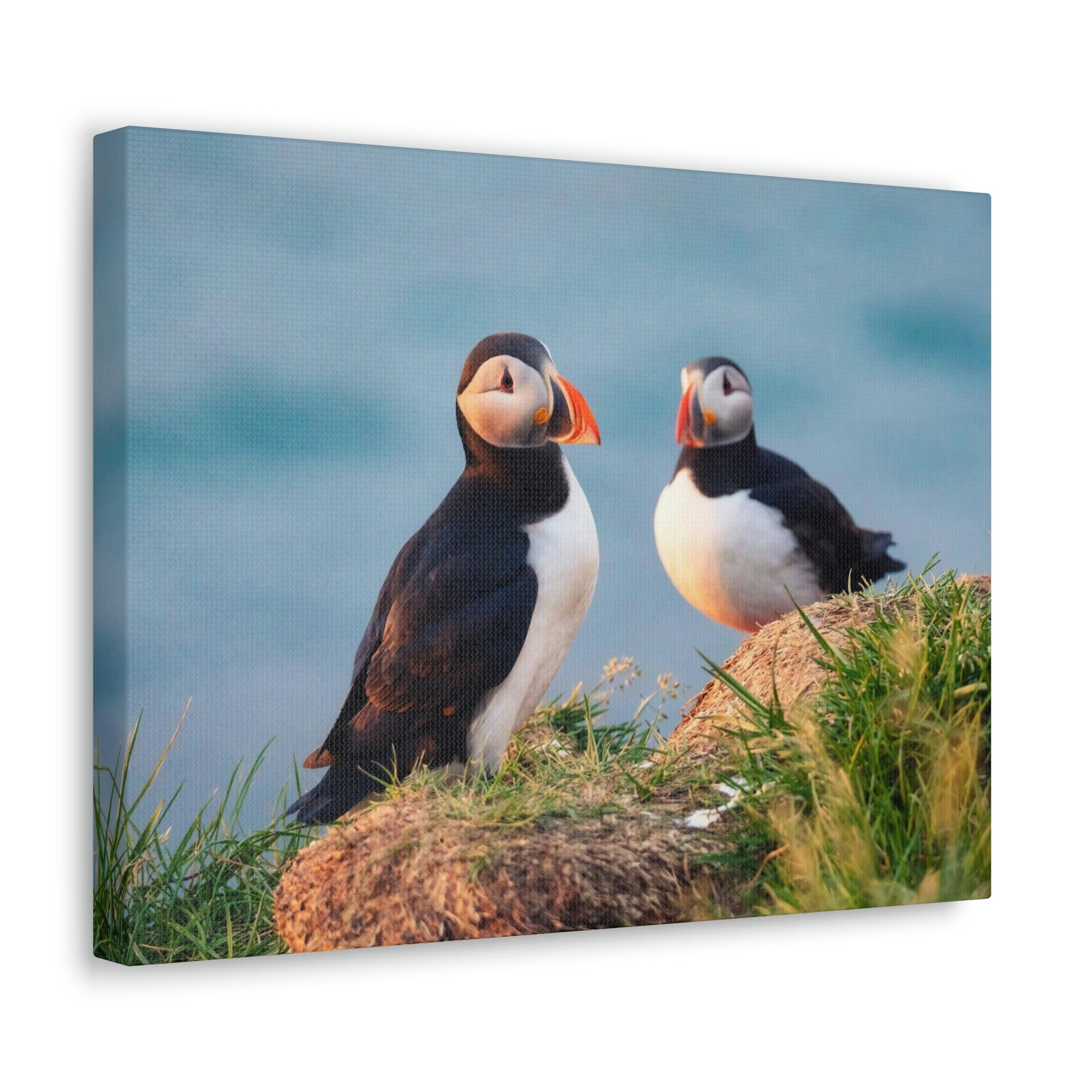 Scripture Walls Atlantic Puffin Couple Atlantic Puffin Troop Print Animal Wall Art Wildlife Canvas Prints Wall Art Ready to Hang Unframed-Express Your Love Gifts