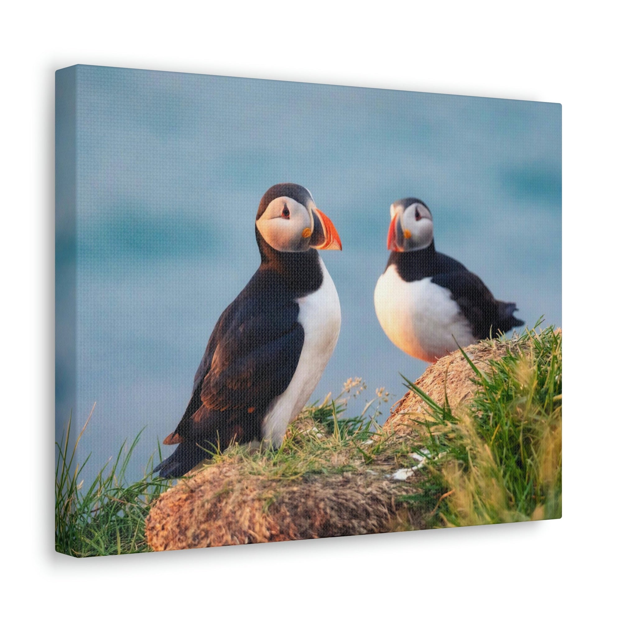 Scripture Walls Atlantic Puffin Couple Atlantic Puffin Troop Print Animal Wall Art Wildlife Canvas Prints Wall Art Ready to Hang Unframed-Express Your Love Gifts