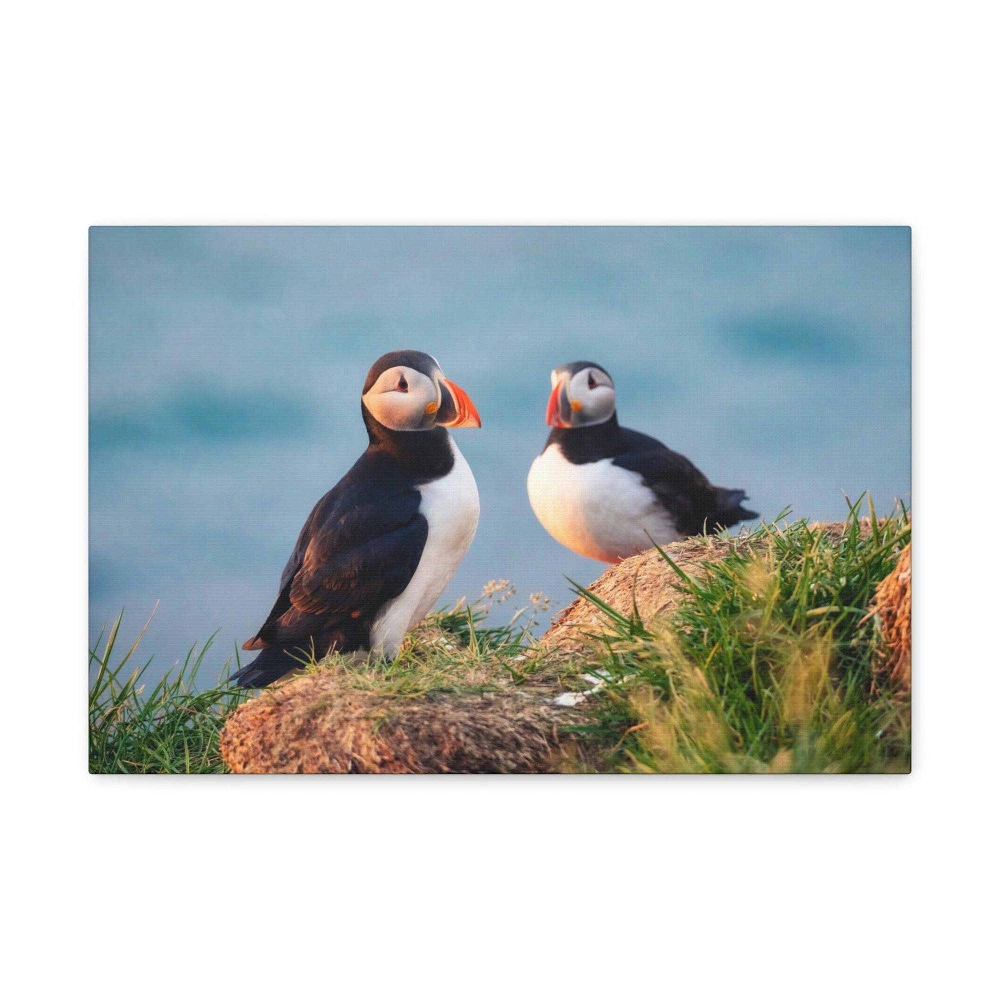 Scripture Walls Atlantic Puffin Couple Atlantic Puffin Troop Print Animal Wall Art Wildlife Canvas Prints Wall Art Ready to Hang Unframed-Express Your Love Gifts