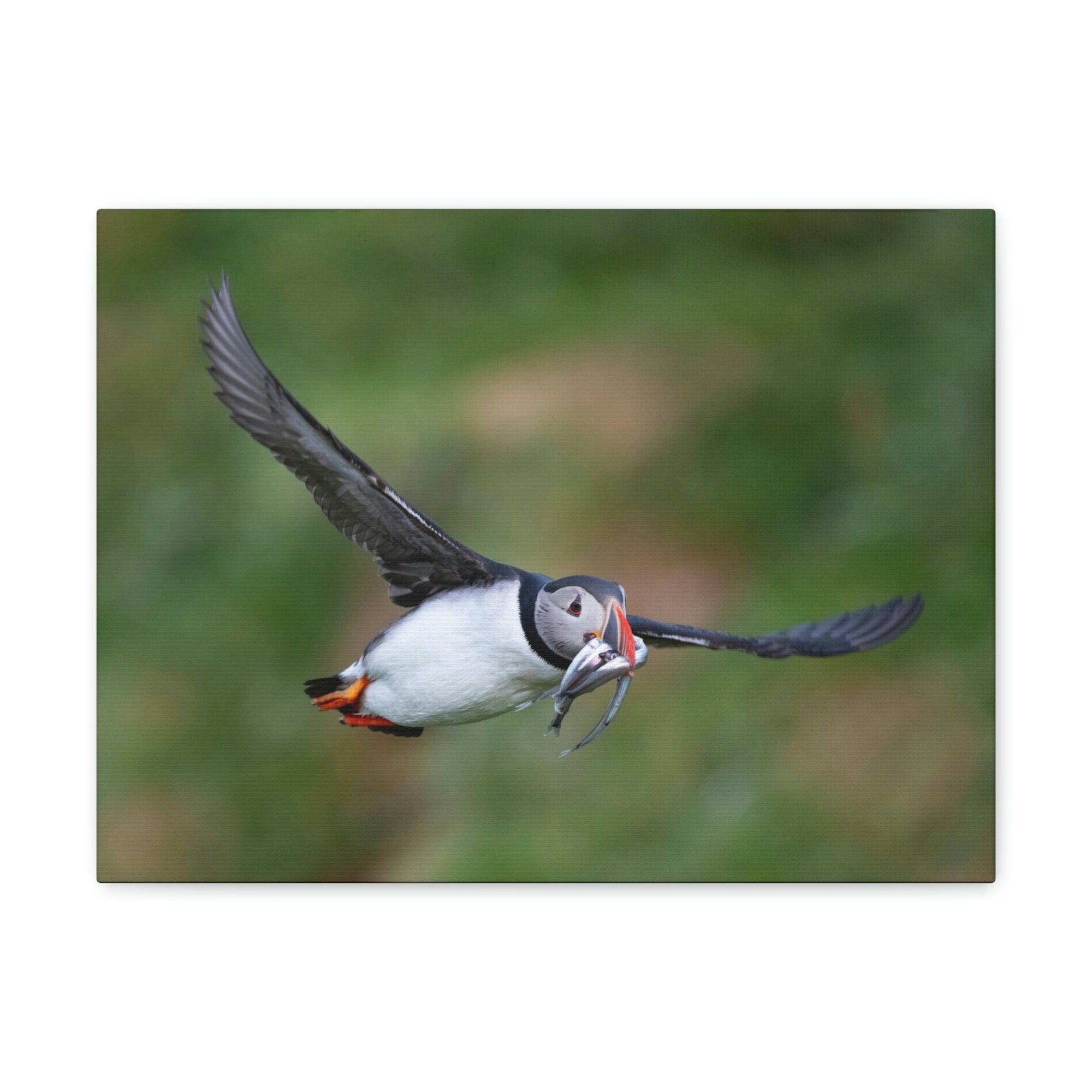 Scripture Walls Atlantic Puffin Hunting Atlantic Puffin on Hunt Print Animal Wall Art Wildlife Canvas Prints Wall Art Ready to Hang Unframed-Express Your Love Gifts