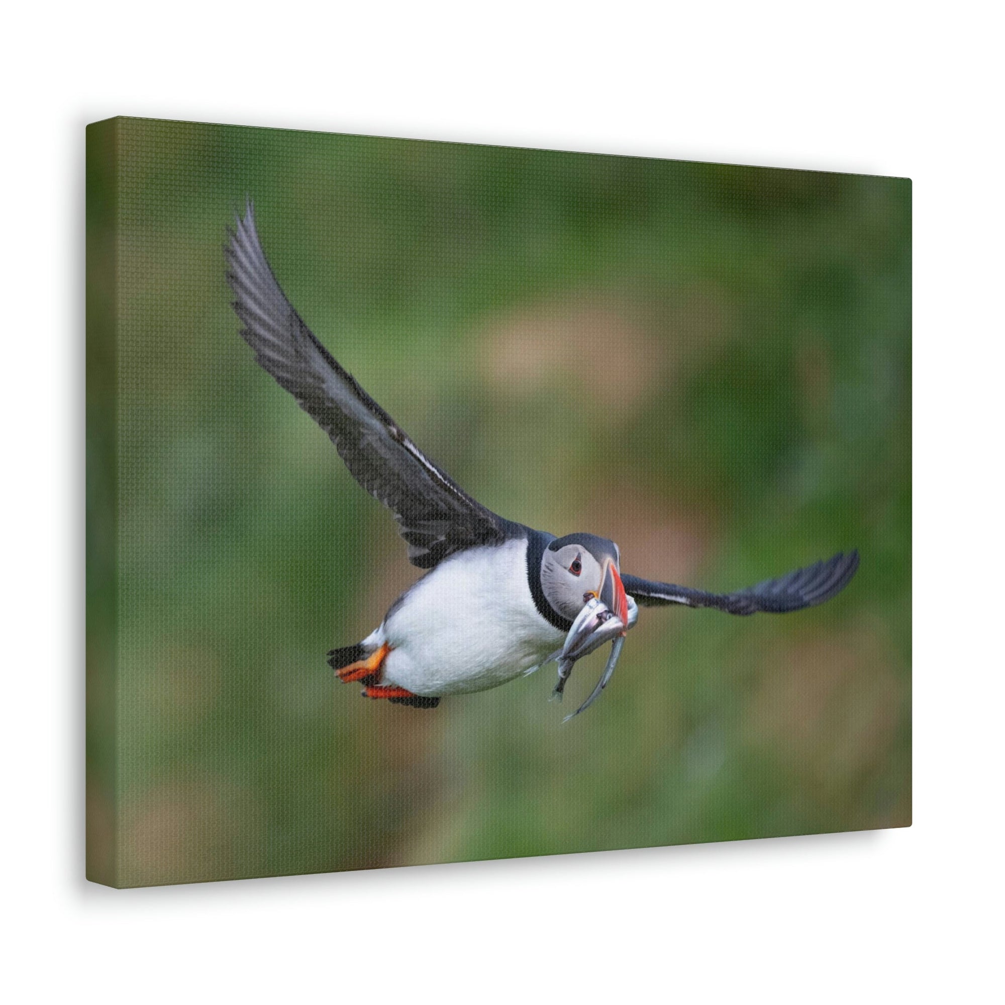 Scripture Walls Atlantic Puffin Hunting Atlantic Puffin on Hunt Print Animal Wall Art Wildlife Canvas Prints Wall Art Ready to Hang Unframed-Express Your Love Gifts